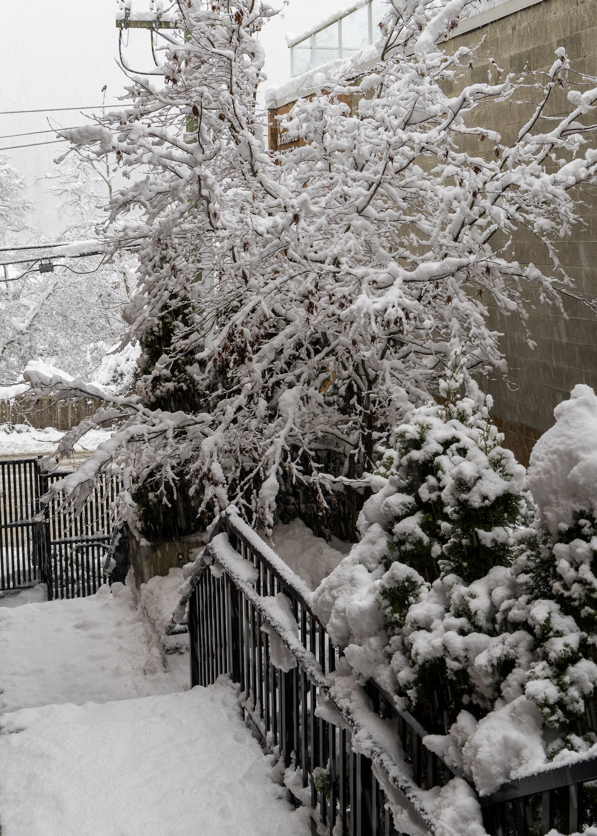  As it had been snowing most of the night, I got up early to shovel the sidewalks. I was greeted by a winter wonderland.  