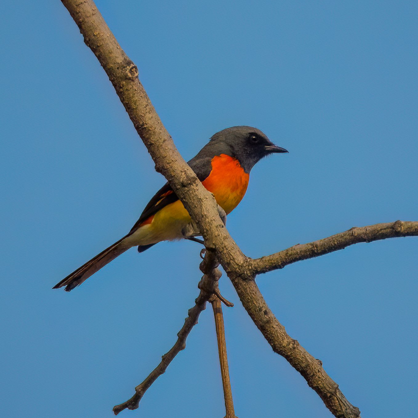  I beieve that this is a Small Minivet. It was a new one for me, and quite pretty. 