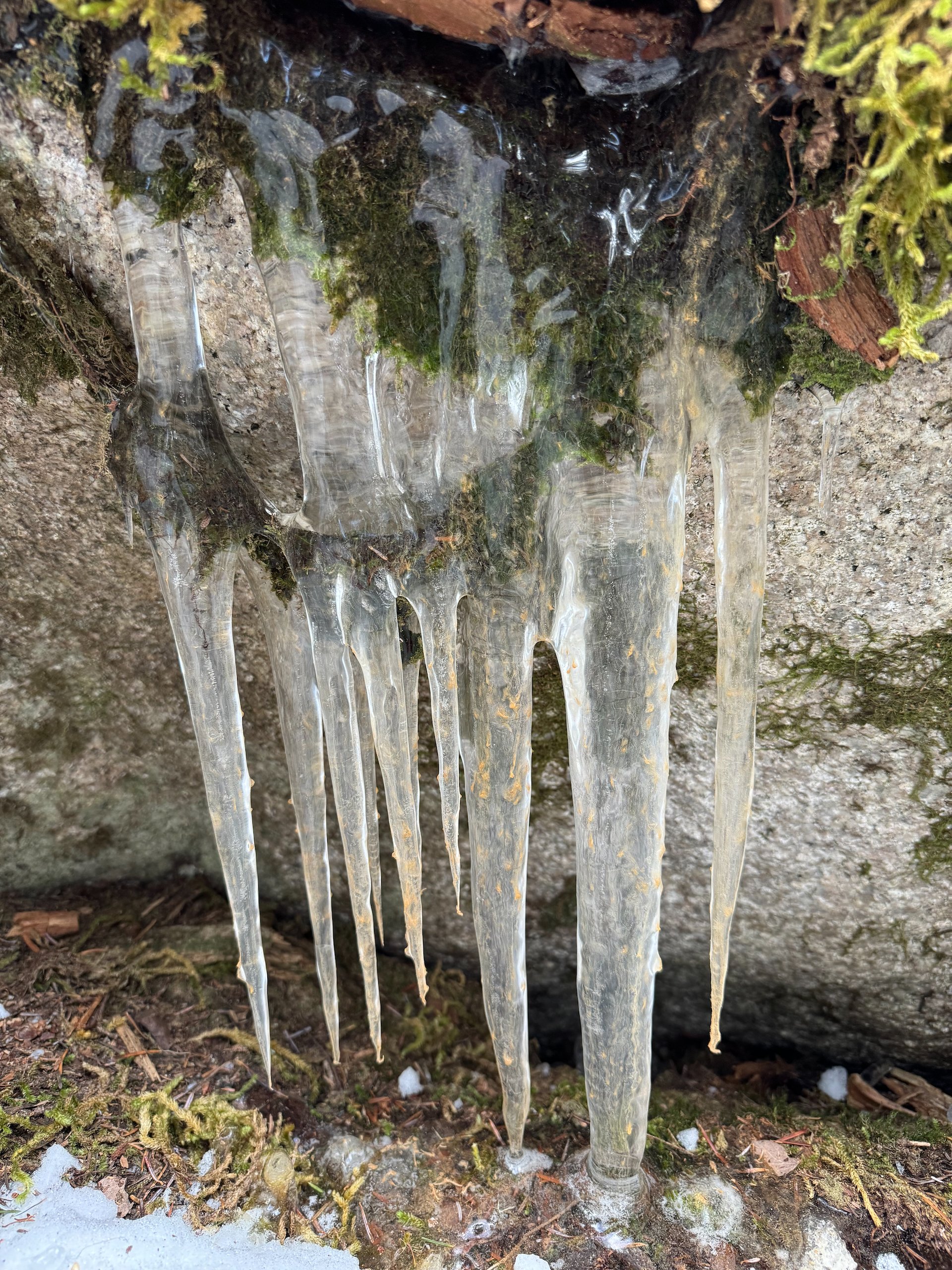  Even the moss was encased in ice. 
