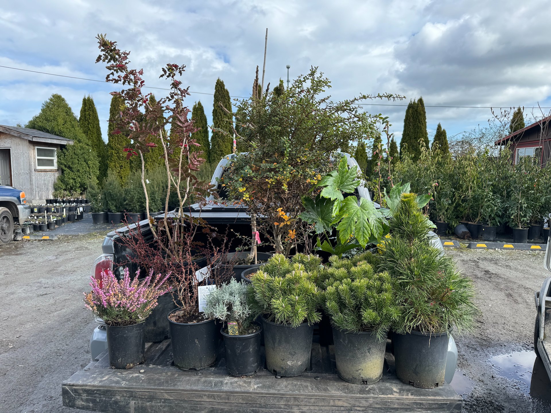  We spent a good couple of hours perusing the plants on offer. We ended up buying 27 plants in total, with an interesting mix of mainly local (and thorny) shrubs.  