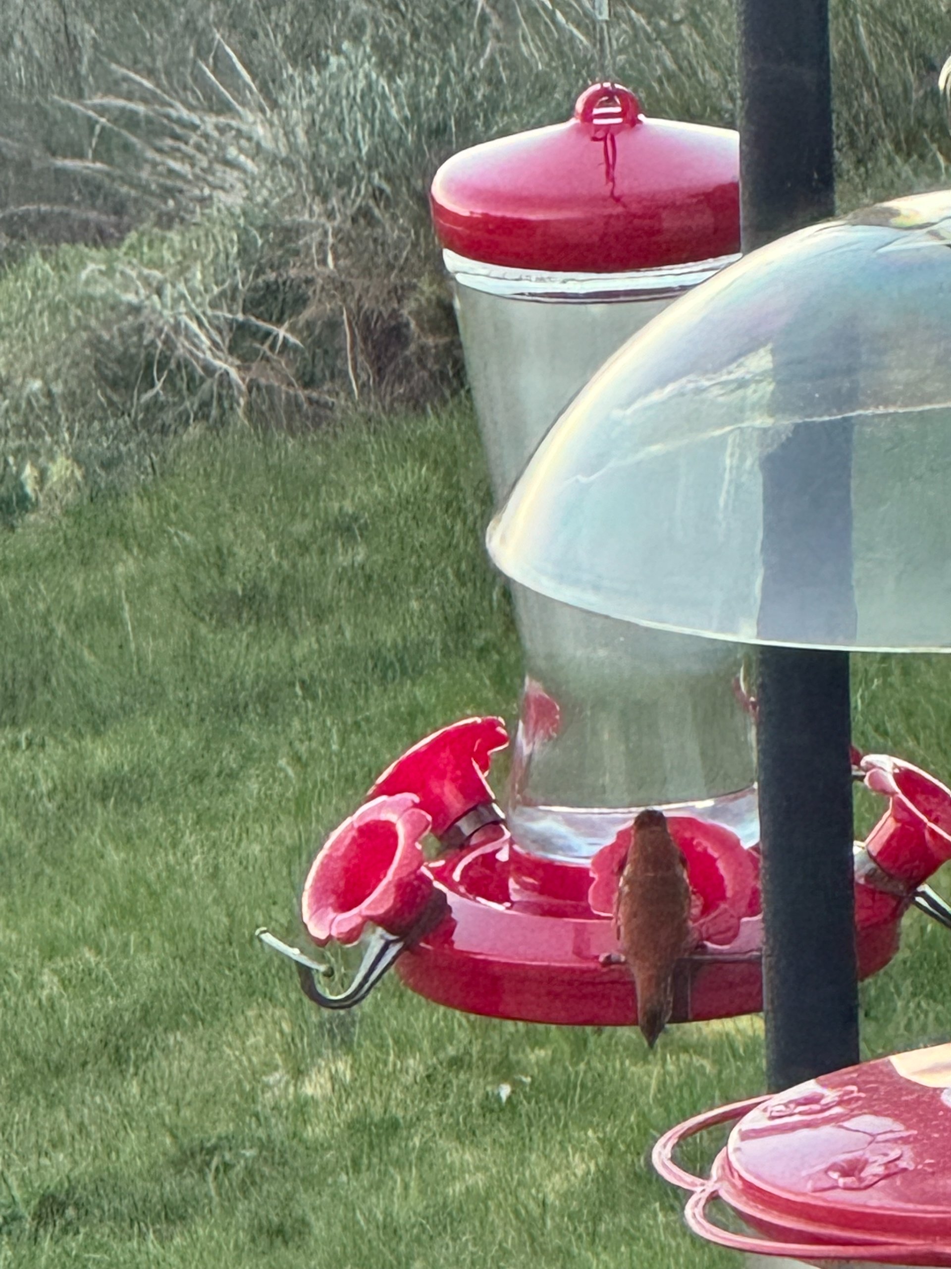  The first rufous hummingbird of the year! 