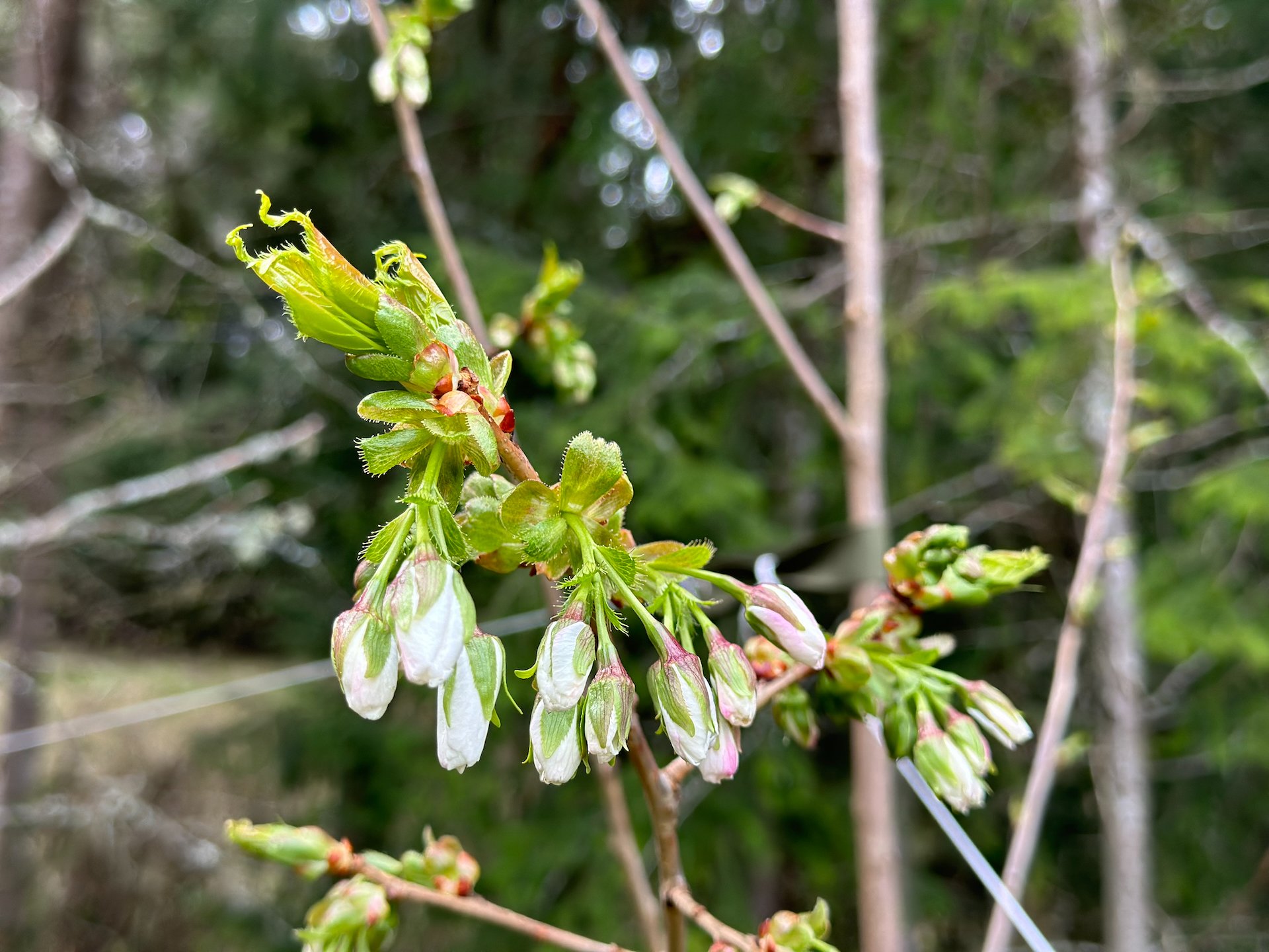 Some of our cherry trees are close to blossoming! 