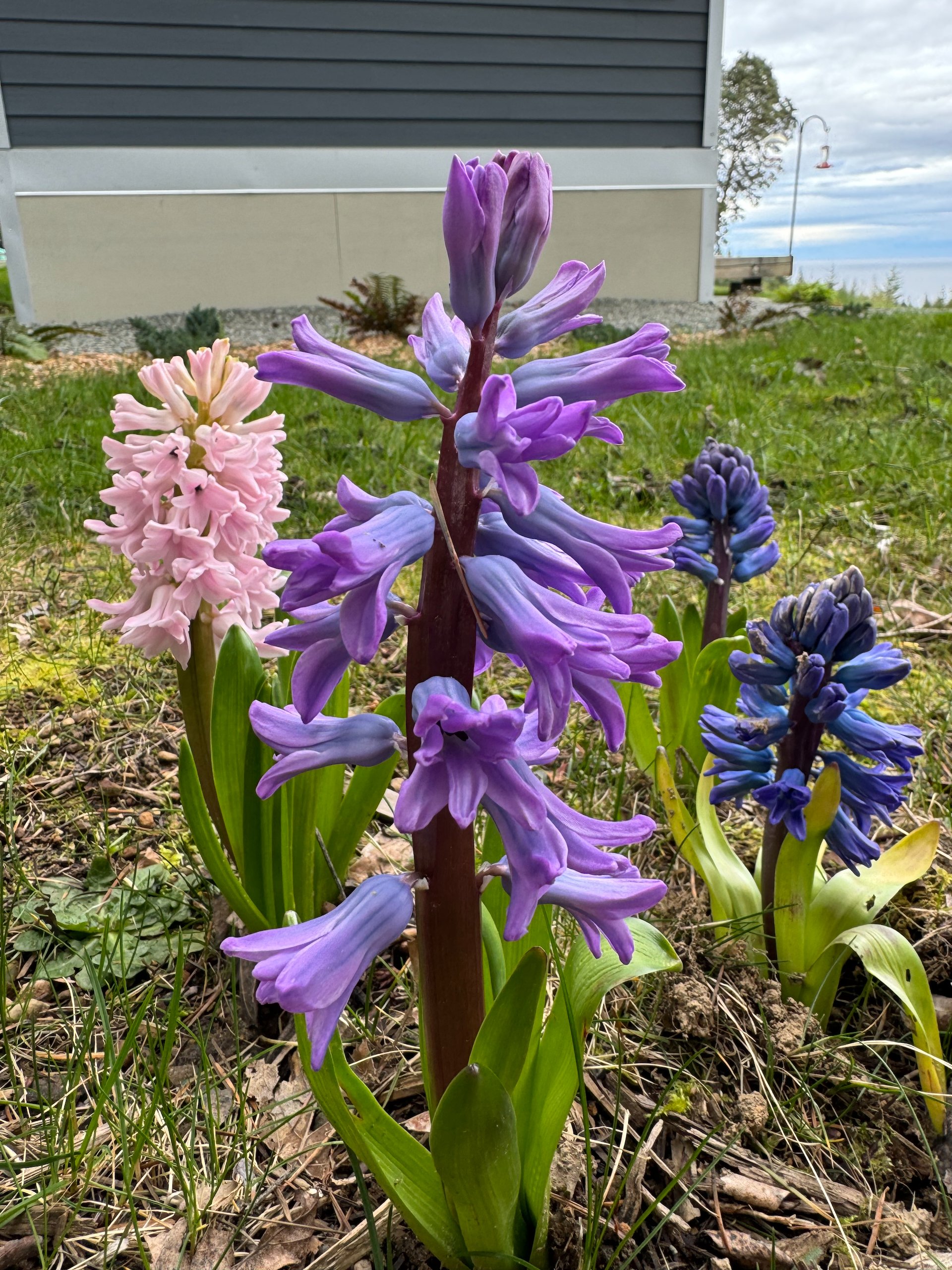  Hyacinths are just such cool flowers.  
