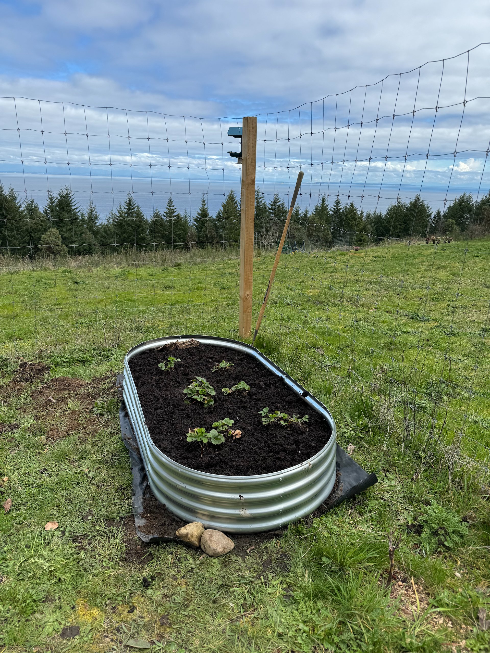  Justine had found this simple, cheap metal planters. So we dug up our strawberries and artichokes and gave them new homes with lots of fresh compost.  
