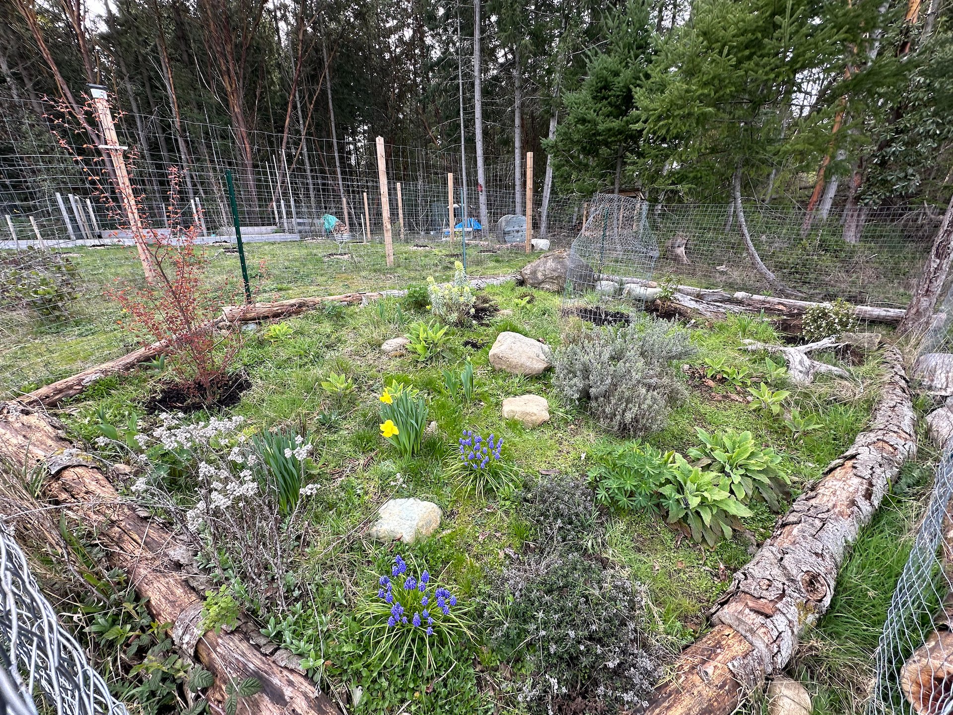  Justine’s “Deer Garden” is looking great. The two trees we planted in it are starting to really get to a nice size.  