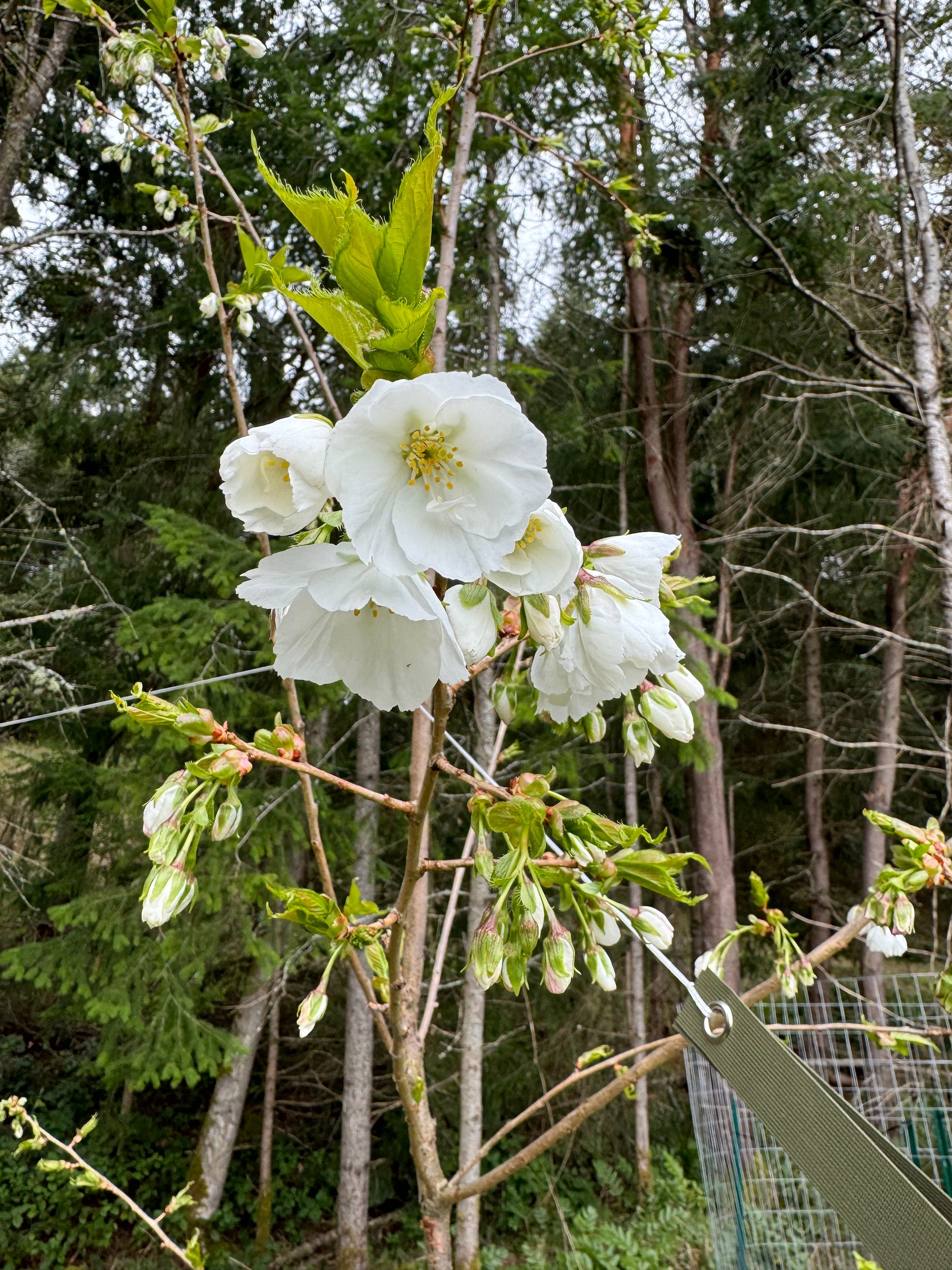  This is our new flowering cherry on Galiano - I think we’re going to miss it flowering this year. 