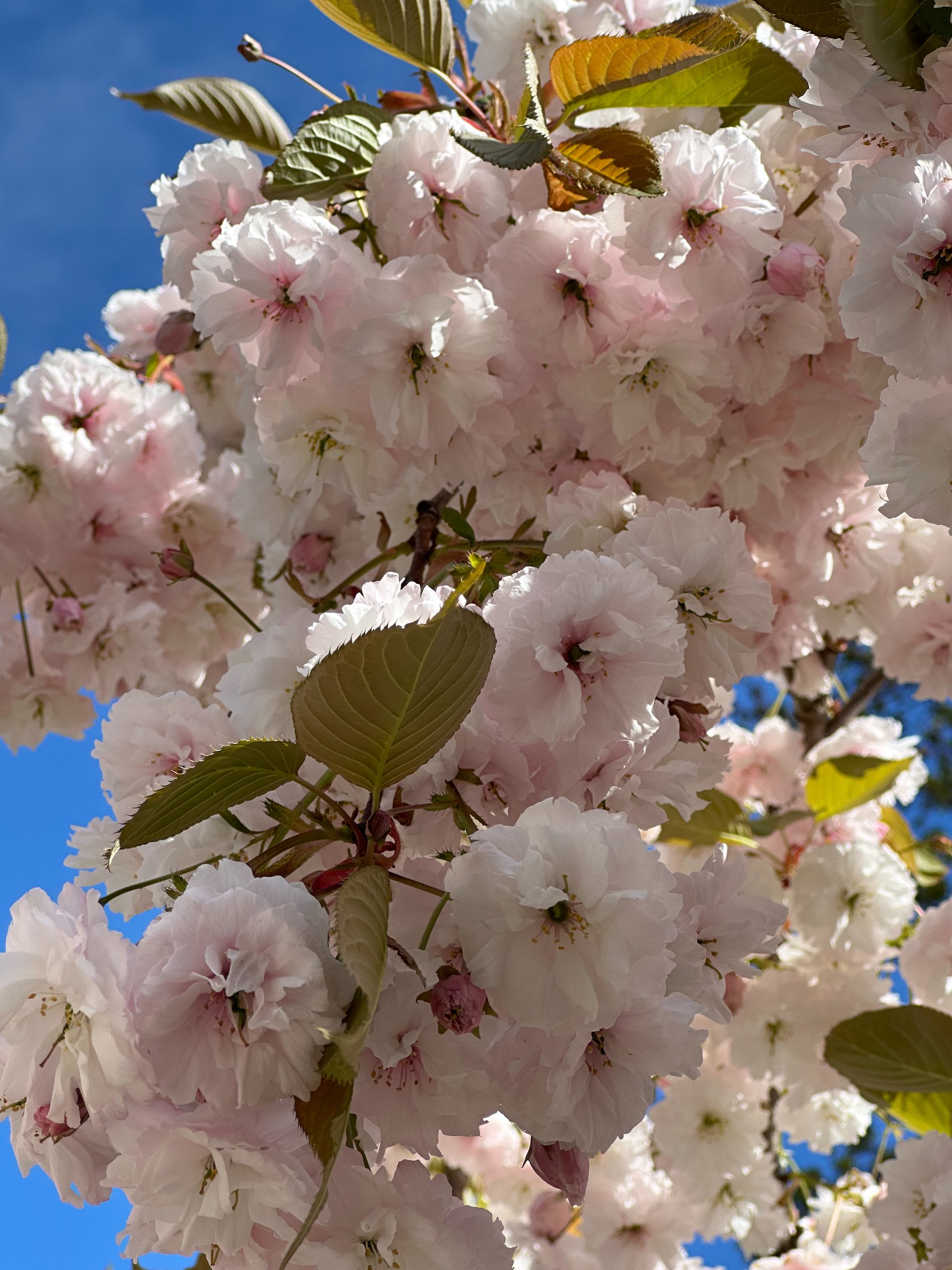 Many of the flowering cherries produce these huge, multi-clustered pink flowers. 