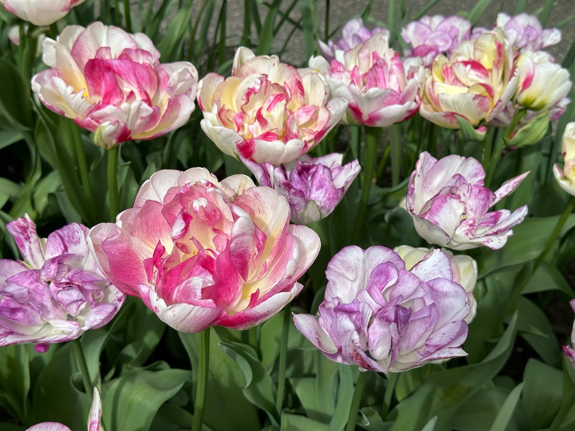  I’m not sure I’ve ever seen tulips in such amazing colours and patterns.  
