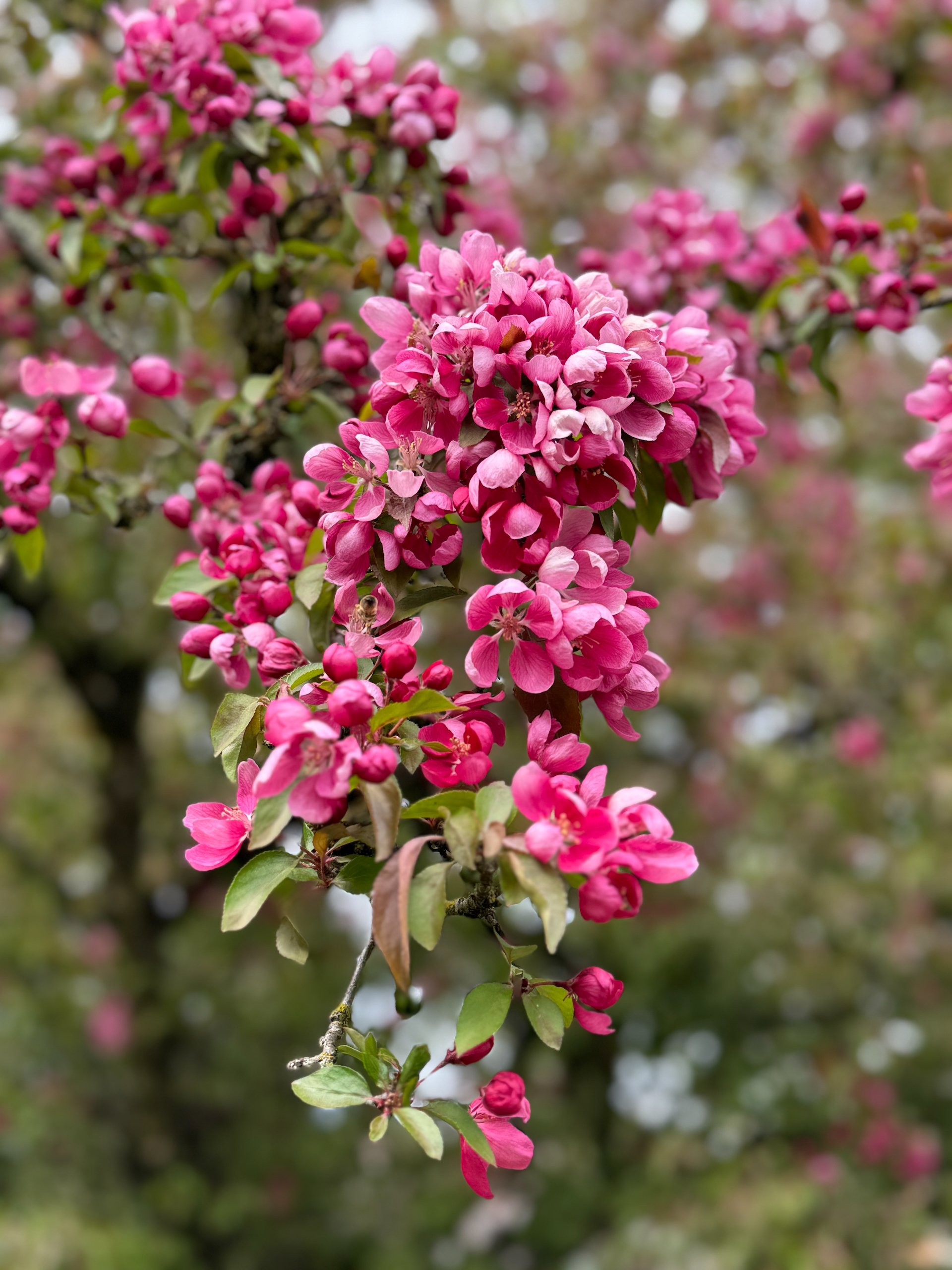  Flowering crab apple. We just planted one on Galiano - hopefully it will give us some blossoms like this! 