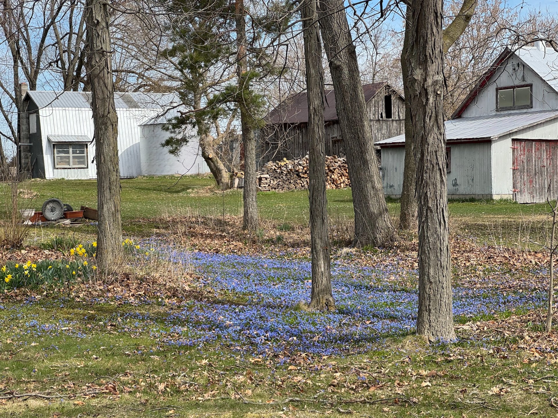  These small blue flowers seem to be creeping across the lawn. So nice in the spring.  