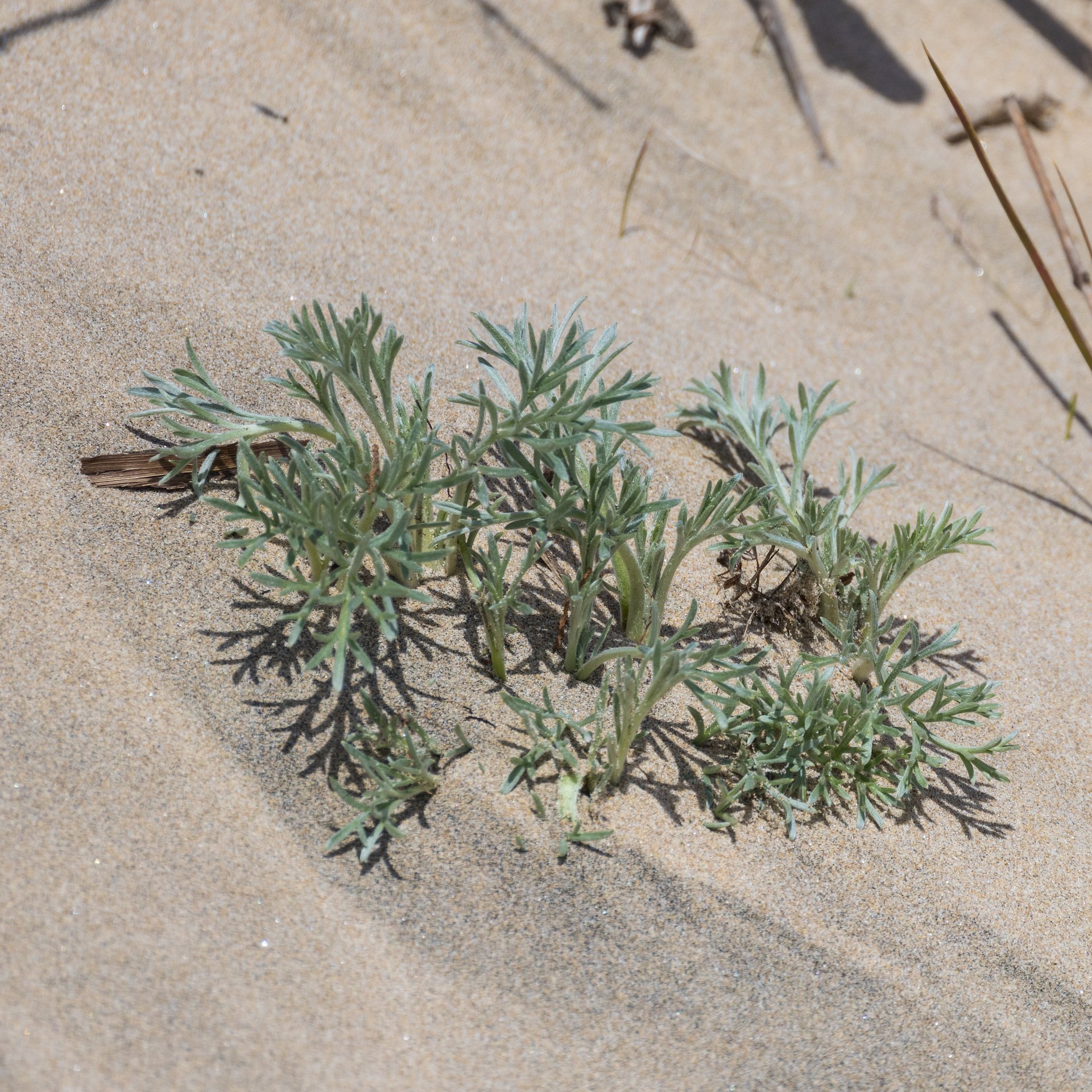  I don’t know what these plants are, but they are very cool and I have to imagine very hardy, surviving in the sand.  