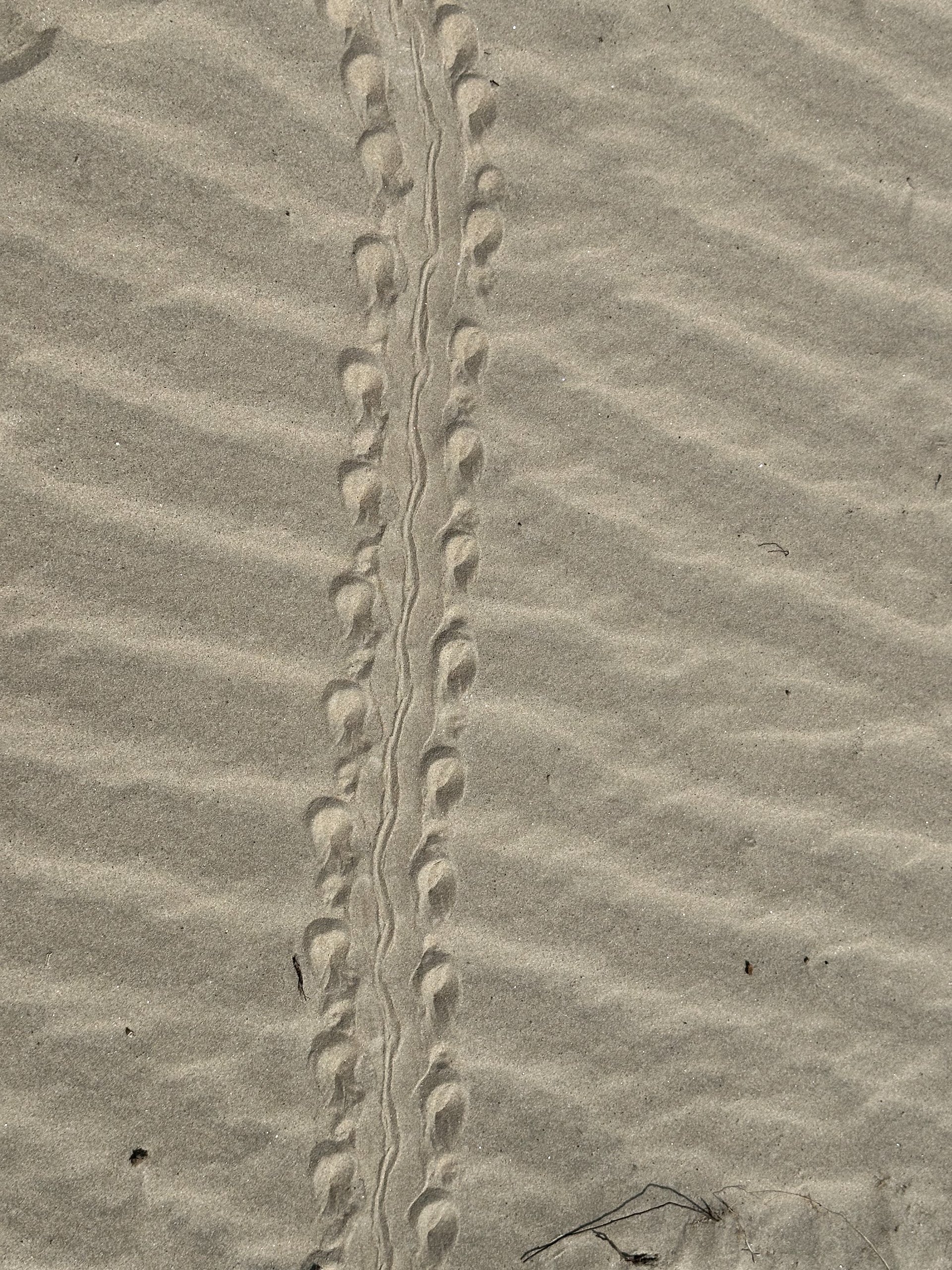  It was the subject of much debate, but we think this is the tracks of a turtle! There were so many different animal and bird trails in the sand, that you could have spent days trying to figure it all out.  