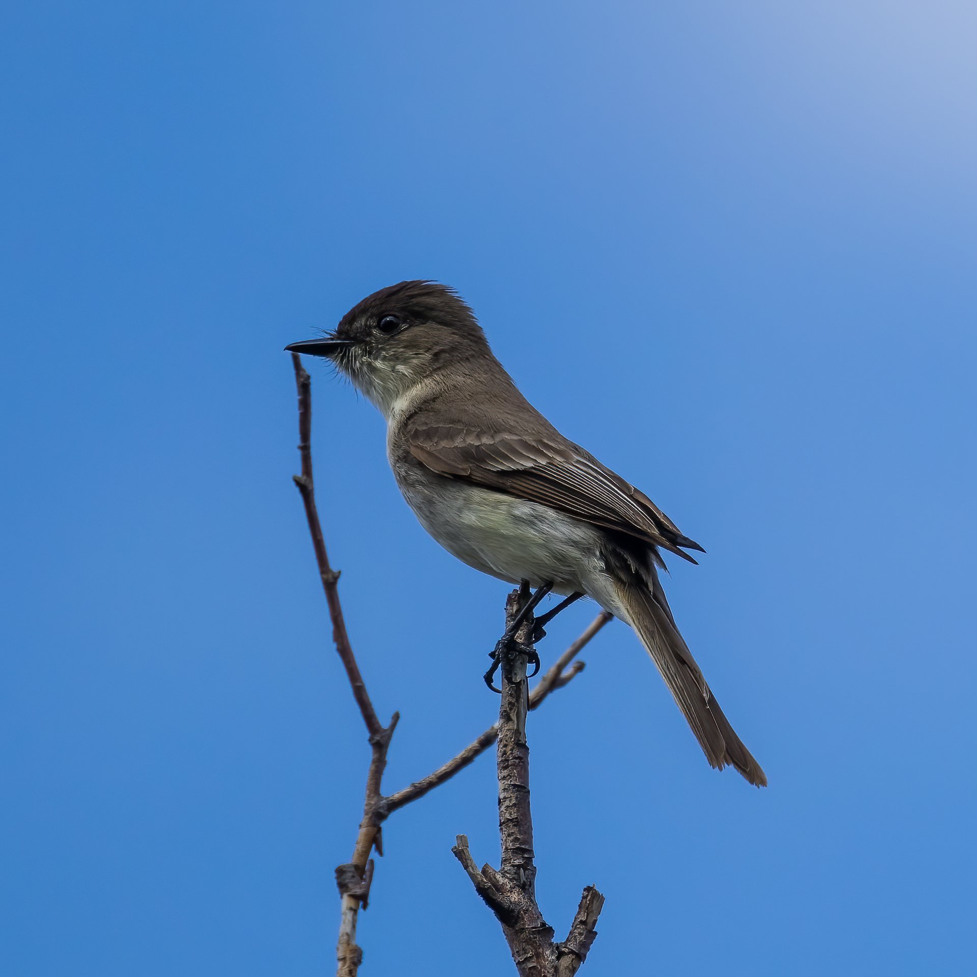  Our Eastern Phoebe While not the prettiest bird in the world, flycatchers are always interesting to watch.  
