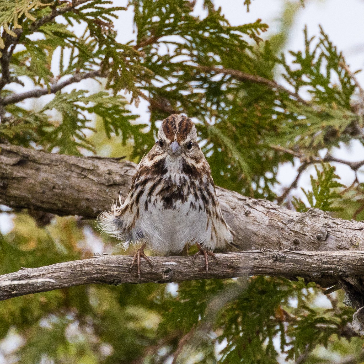  A very fluffed up sparrow. 