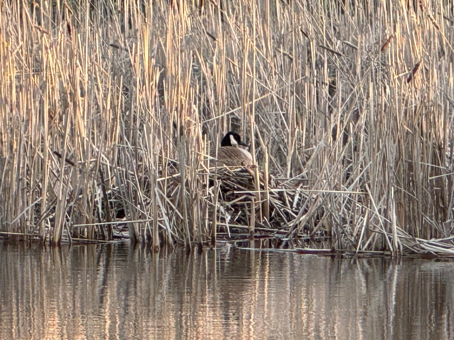  Nesting time. 