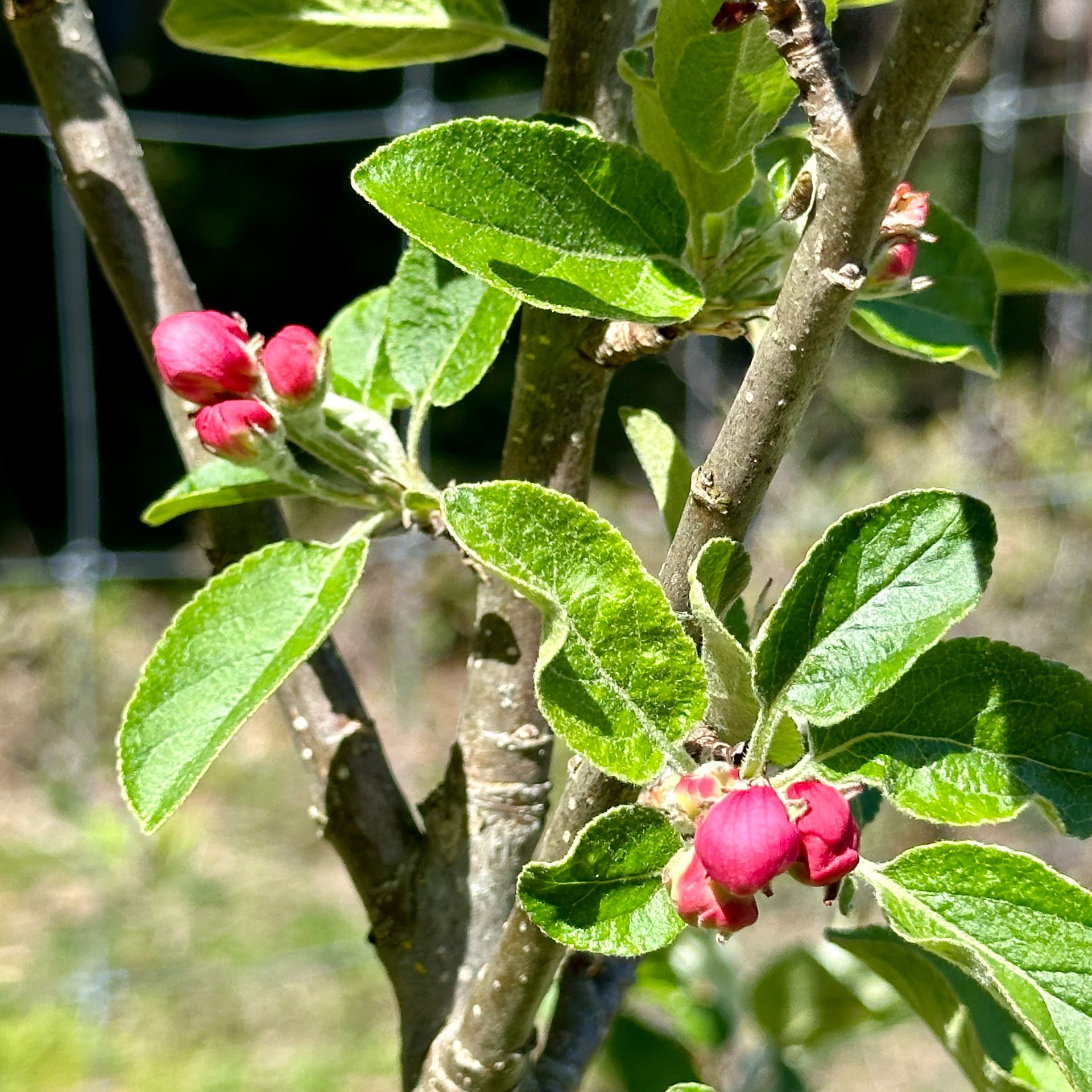  There are a ton of blossom about to burst out on the apple trees.  