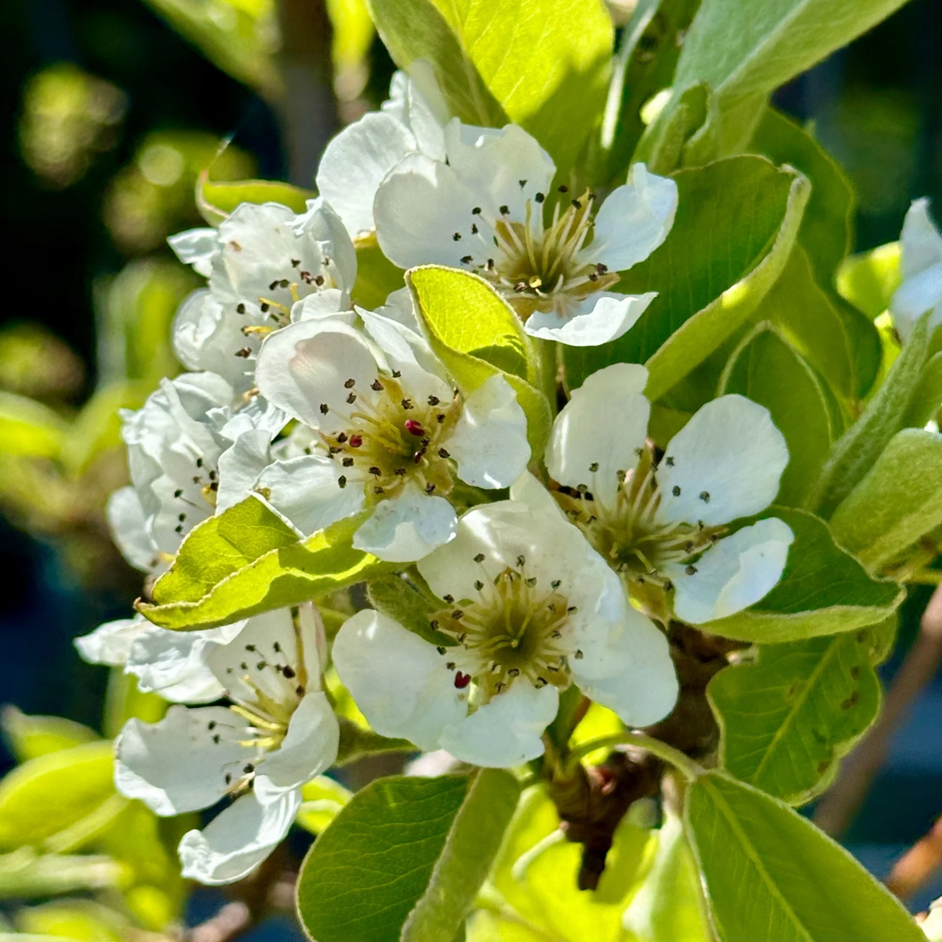  One of the pear trees is also covered. NOt sure about the other 3.  