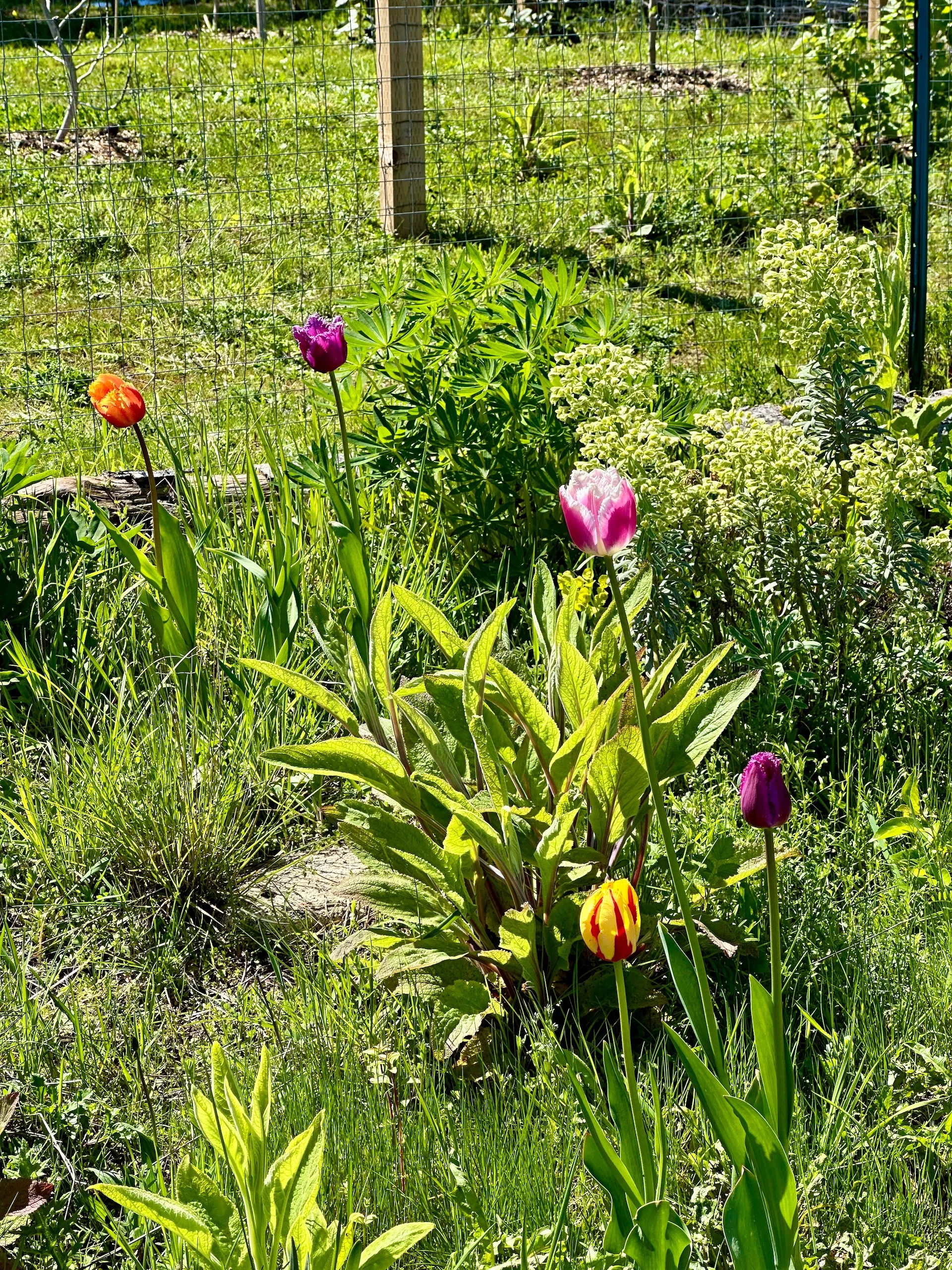  There are lots of tulips this year, adding a welcome dash of colour.  