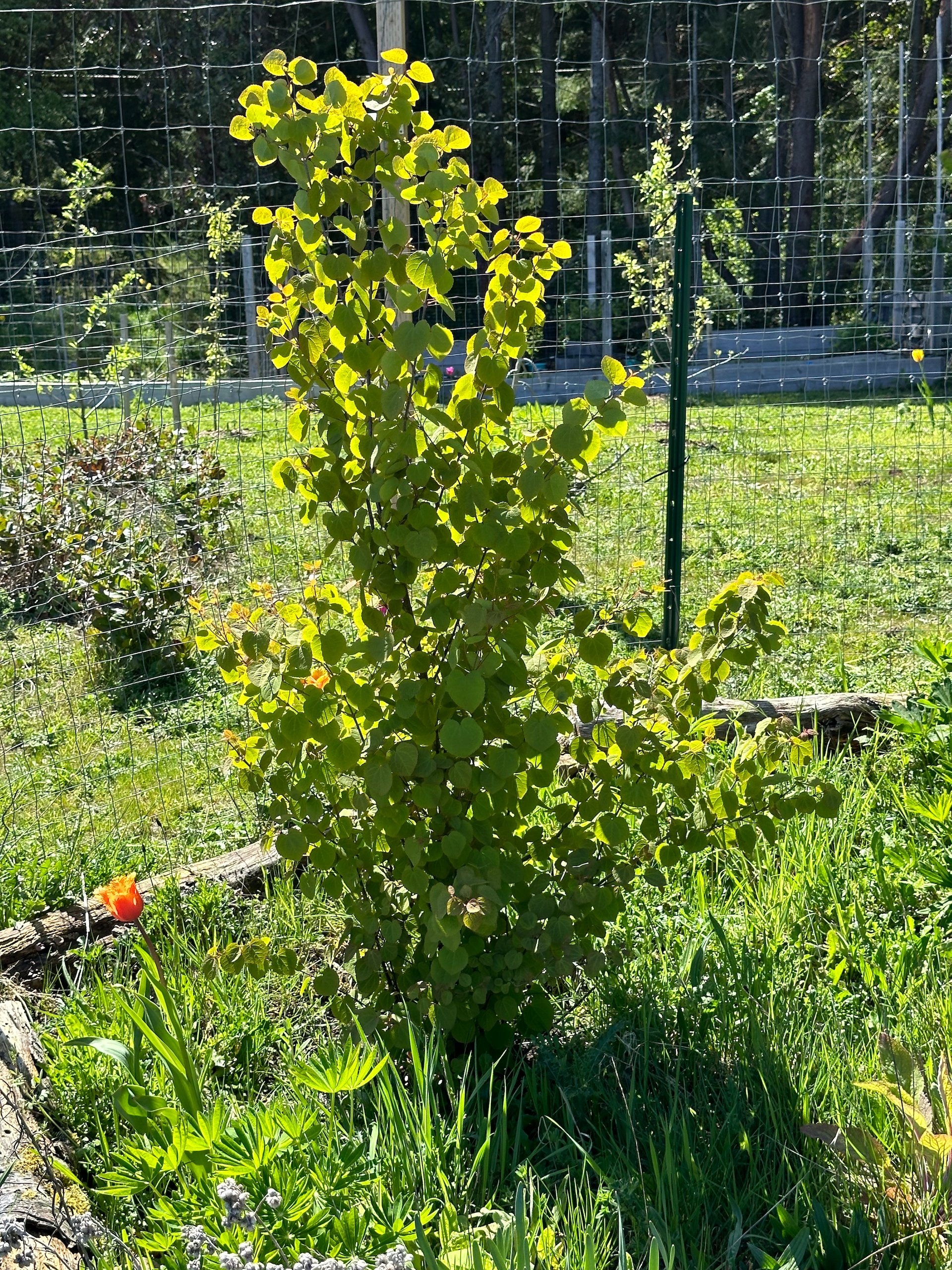  Our little katsura tree is really growing fast. 