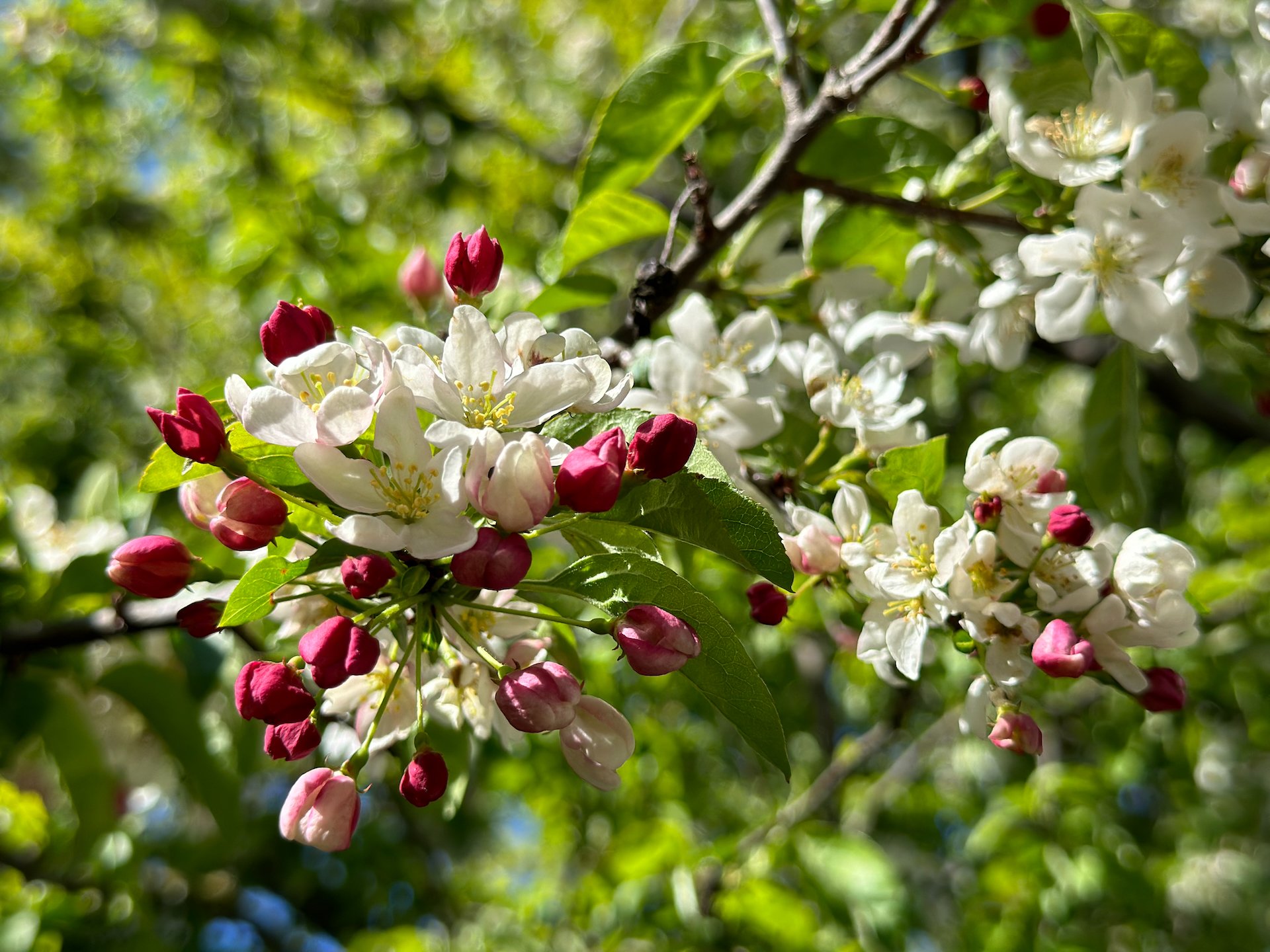  Apple blossoms - I hope this means our apple trees on the island will still be in bloom when we get back.  