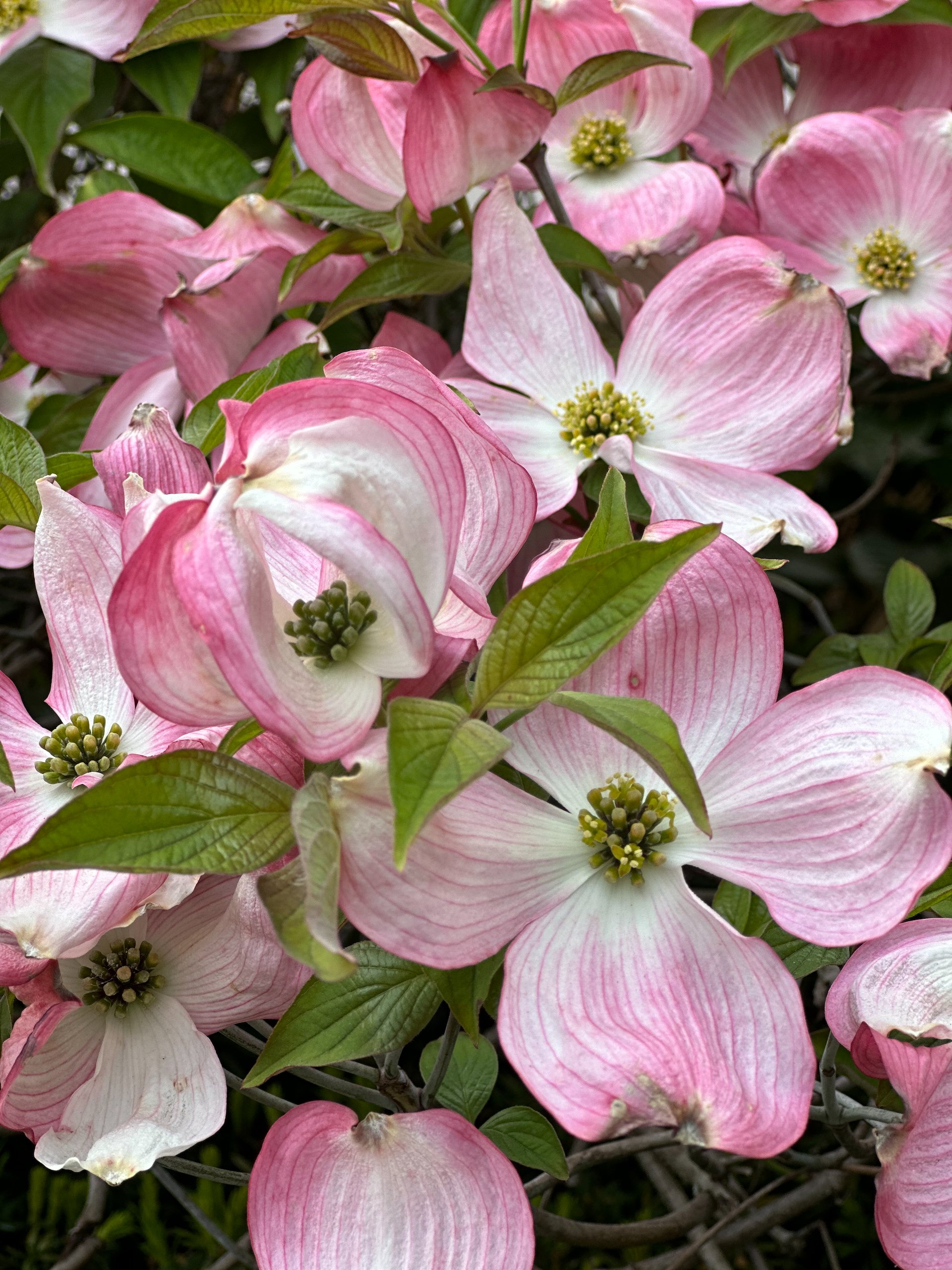  There are a couple of gorgeous pink dogwoods near our usual bus stop.  
