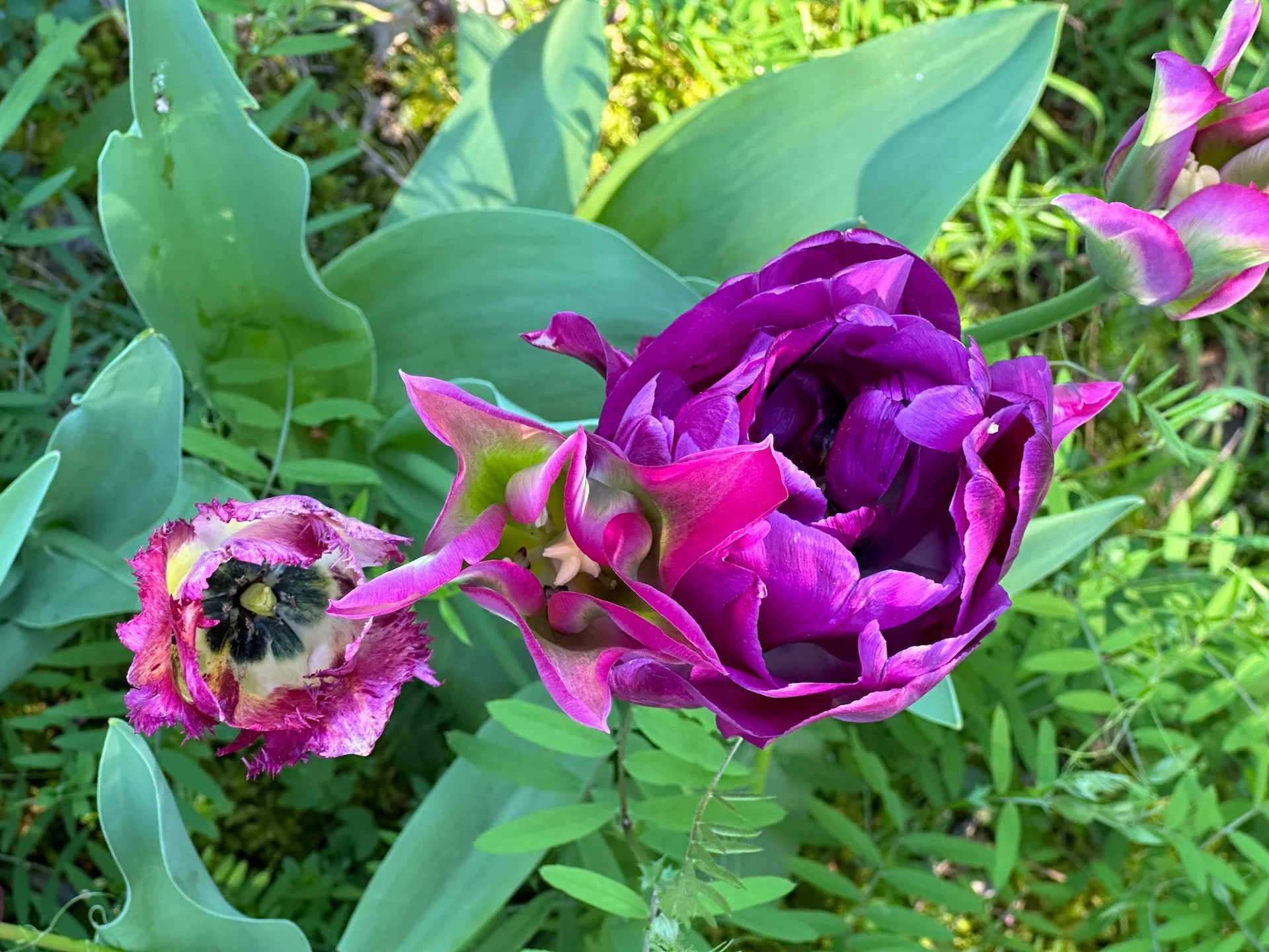  We ended up with a decent number of tulips, that neither Justine nor I remember planting. We've ended up with some very cool ones. 