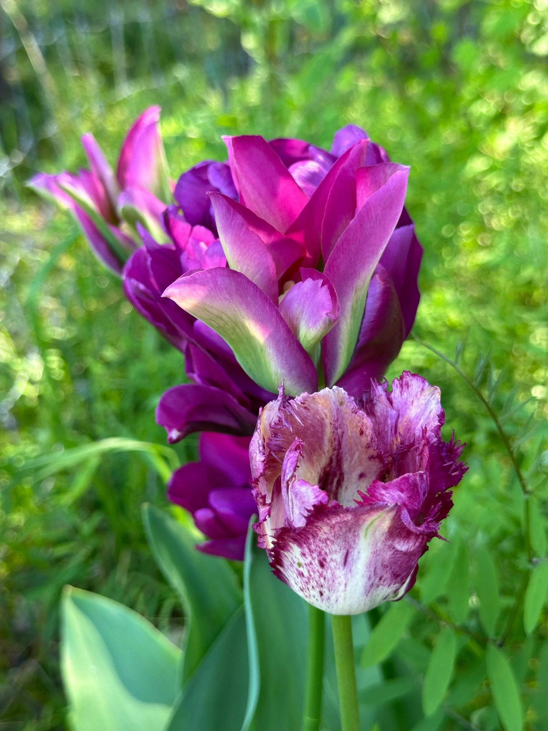  And they seem to be lasting a long time - over a month!  