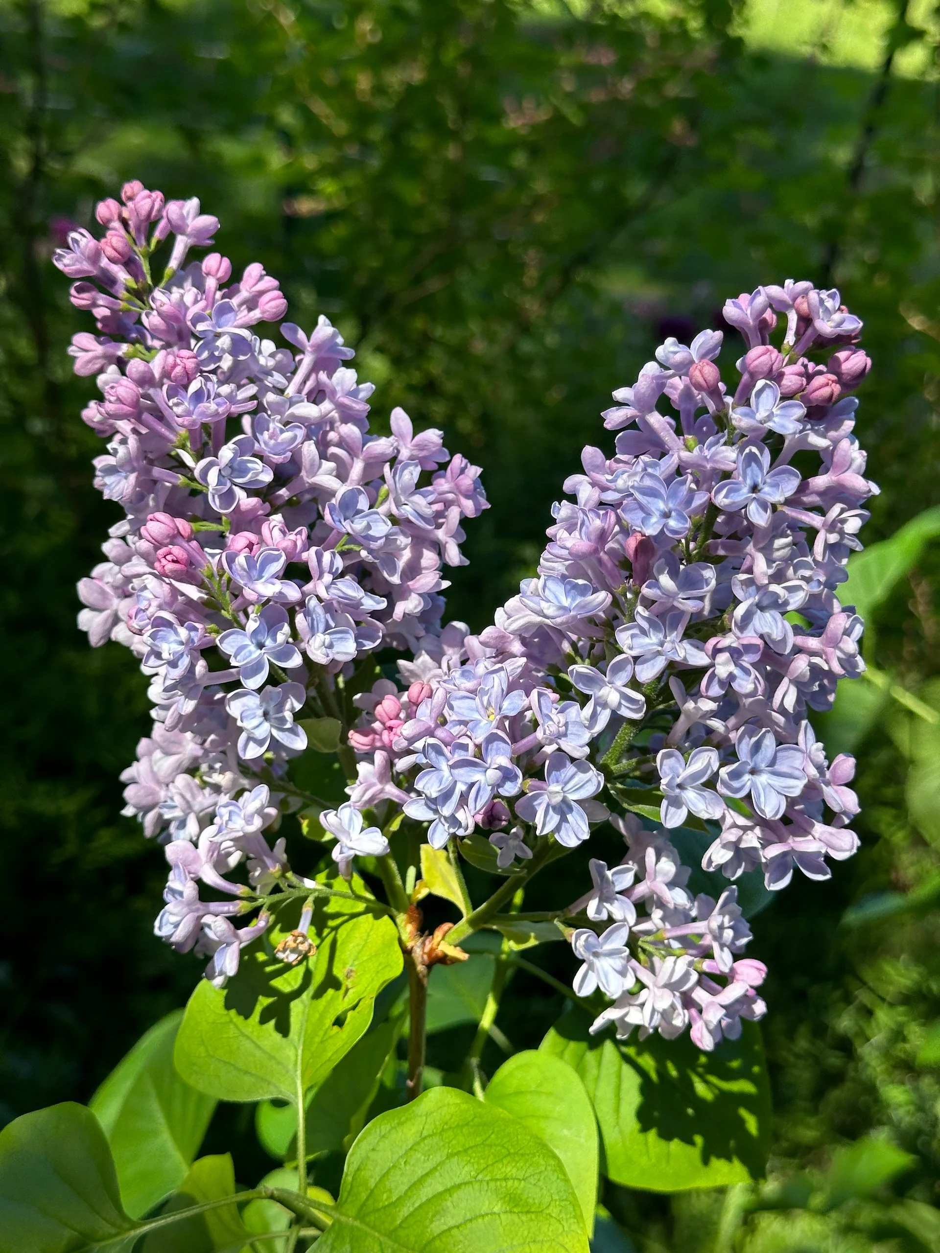  Last year was very hard on our poor lilacs. The caterpillars did a lot of damage; I don't think they liked the drought conditions, and then we had that deep cold spell. We ended up pruning back a lot of dead wood this year, so I was pleased when one