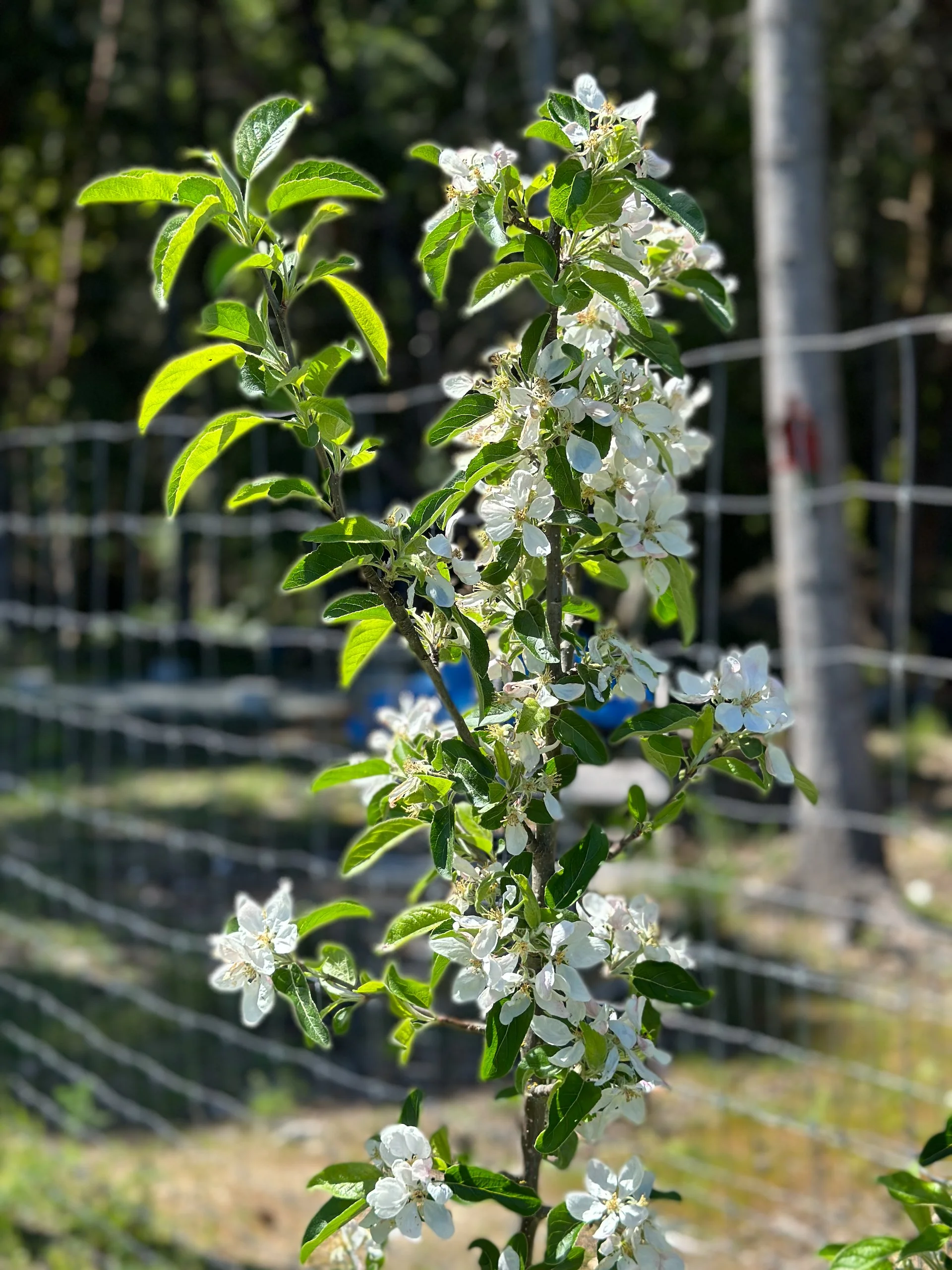 While the orchard is only a few years old, we've not had any real fruit production. We've being cautiously optimistic that this might be the year - some of the apples are loaded with blossoms! We missed most of them, but we still saw this when we ar