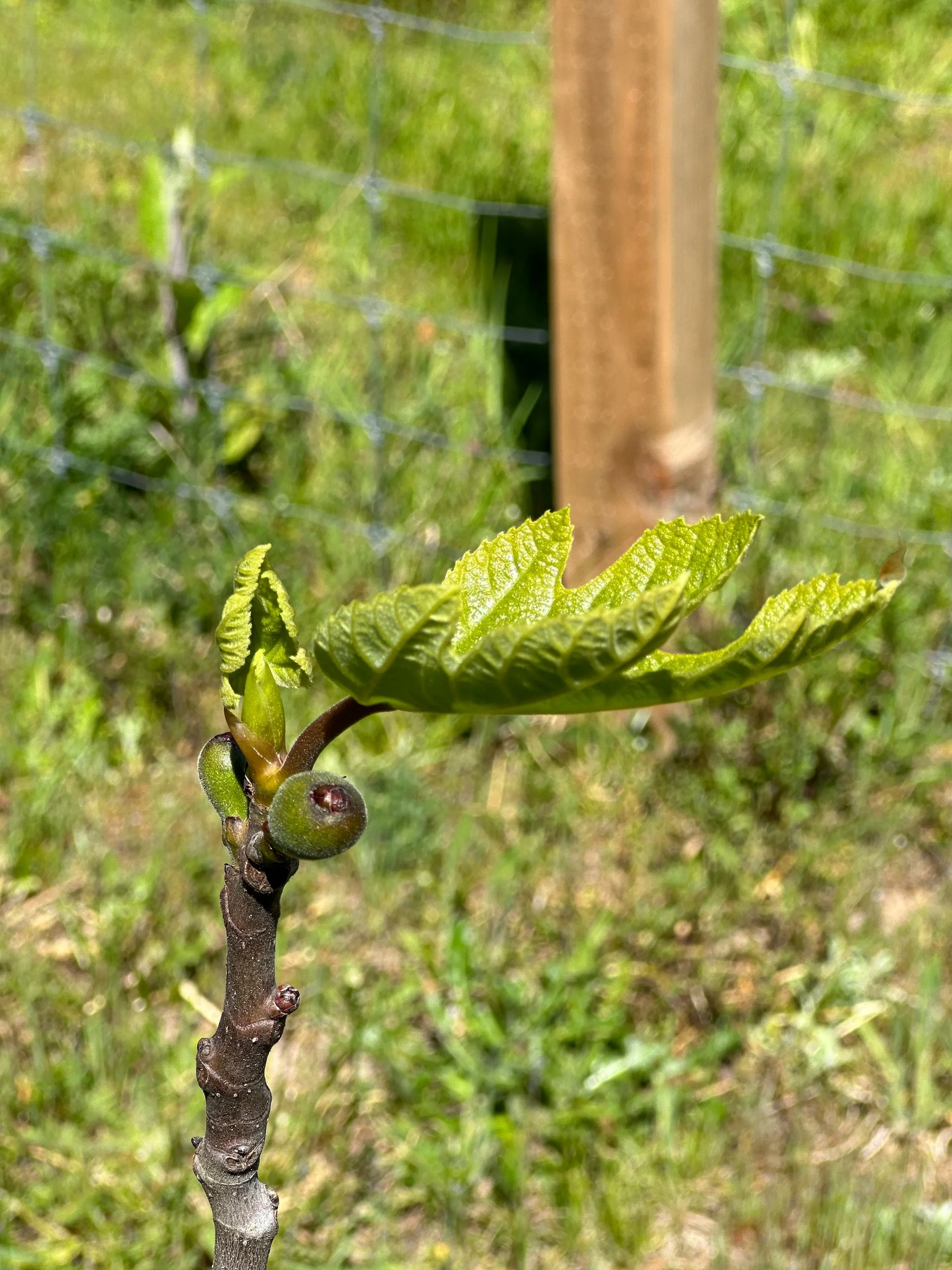 One of the fig trees even has fruit for the first time! The others are in rough shape sadly.  