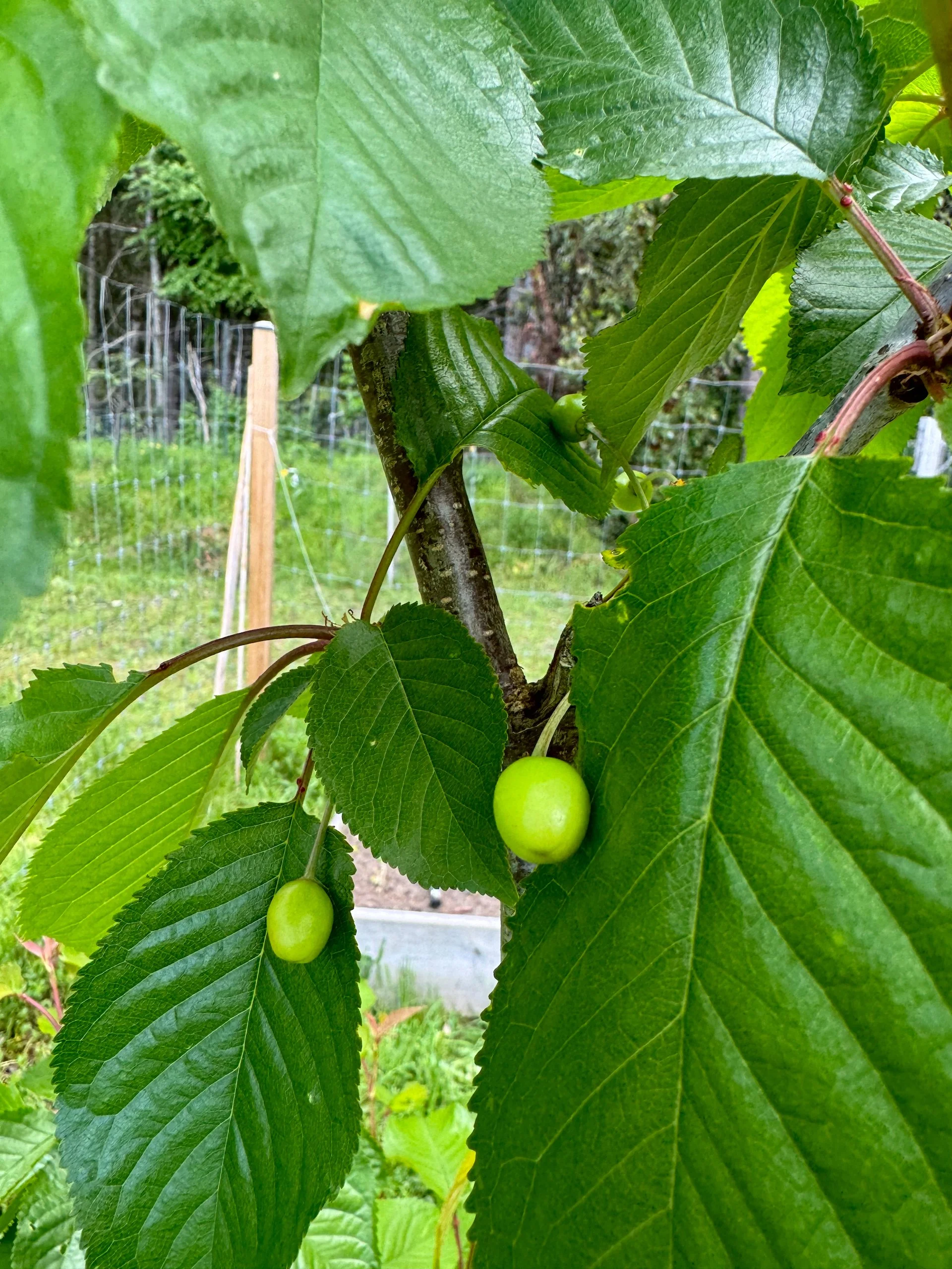  And our cherries have fruit - we just need ot protect them from the birds! 