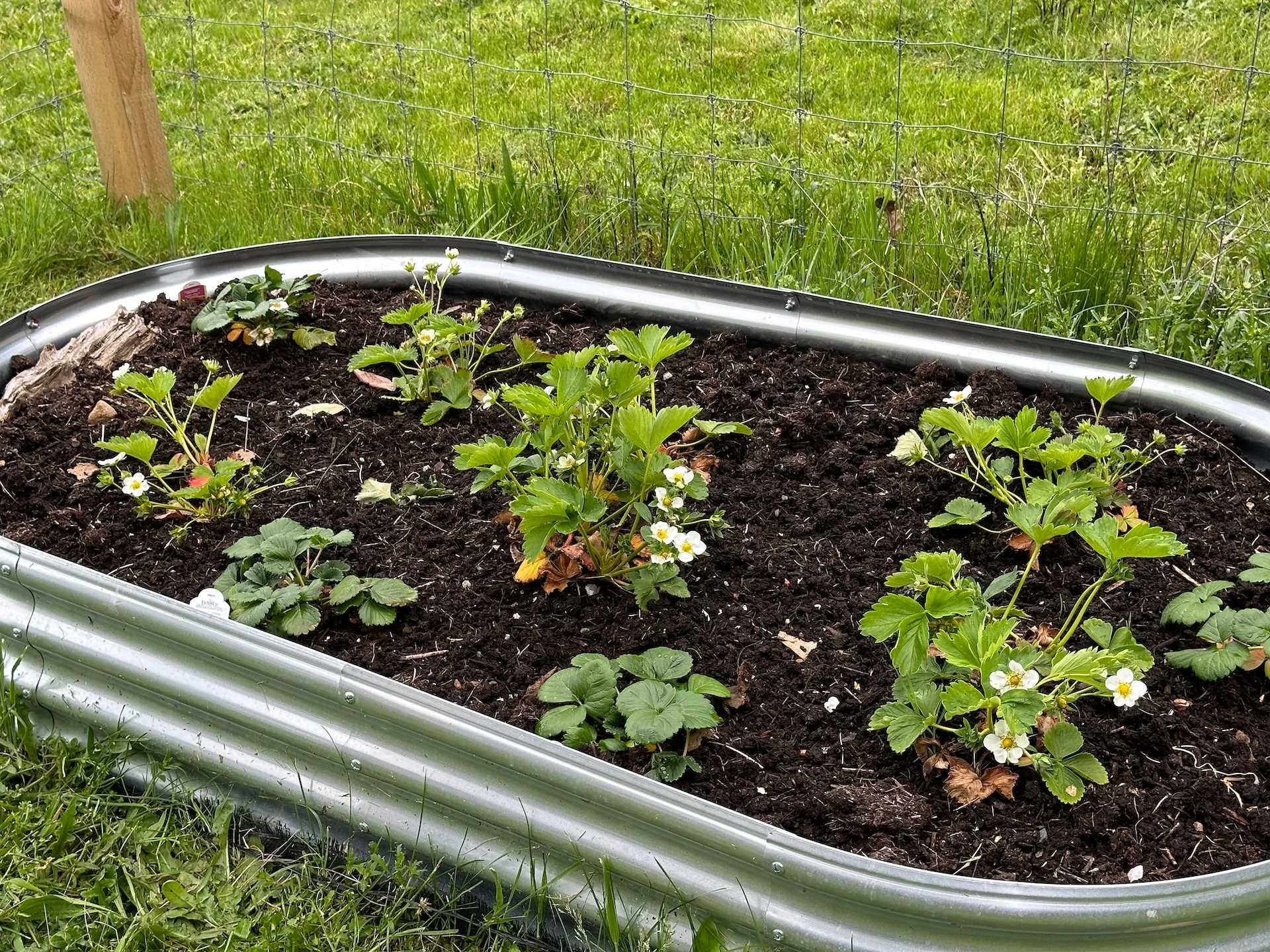  The strawberries seem to like their new home. I think getting them up off the ground was a good call.  