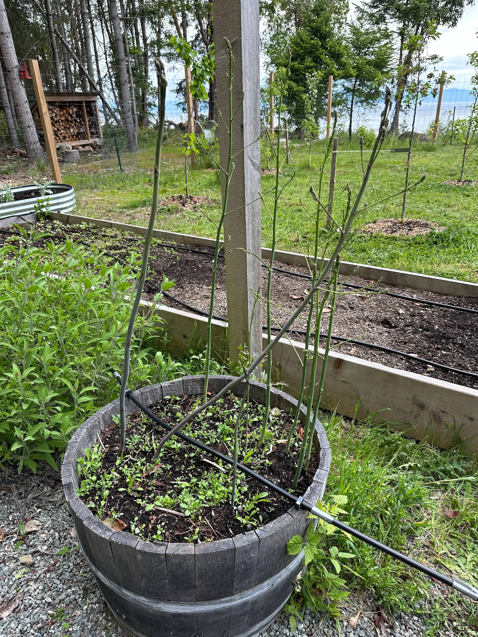  It took a lot of willpower to leave the asparagus for one more year. They looked ready to eat, but we let them go and now they're like 3 feet tall! I hope that bodes well for next year. We'll let the roots get strong.  