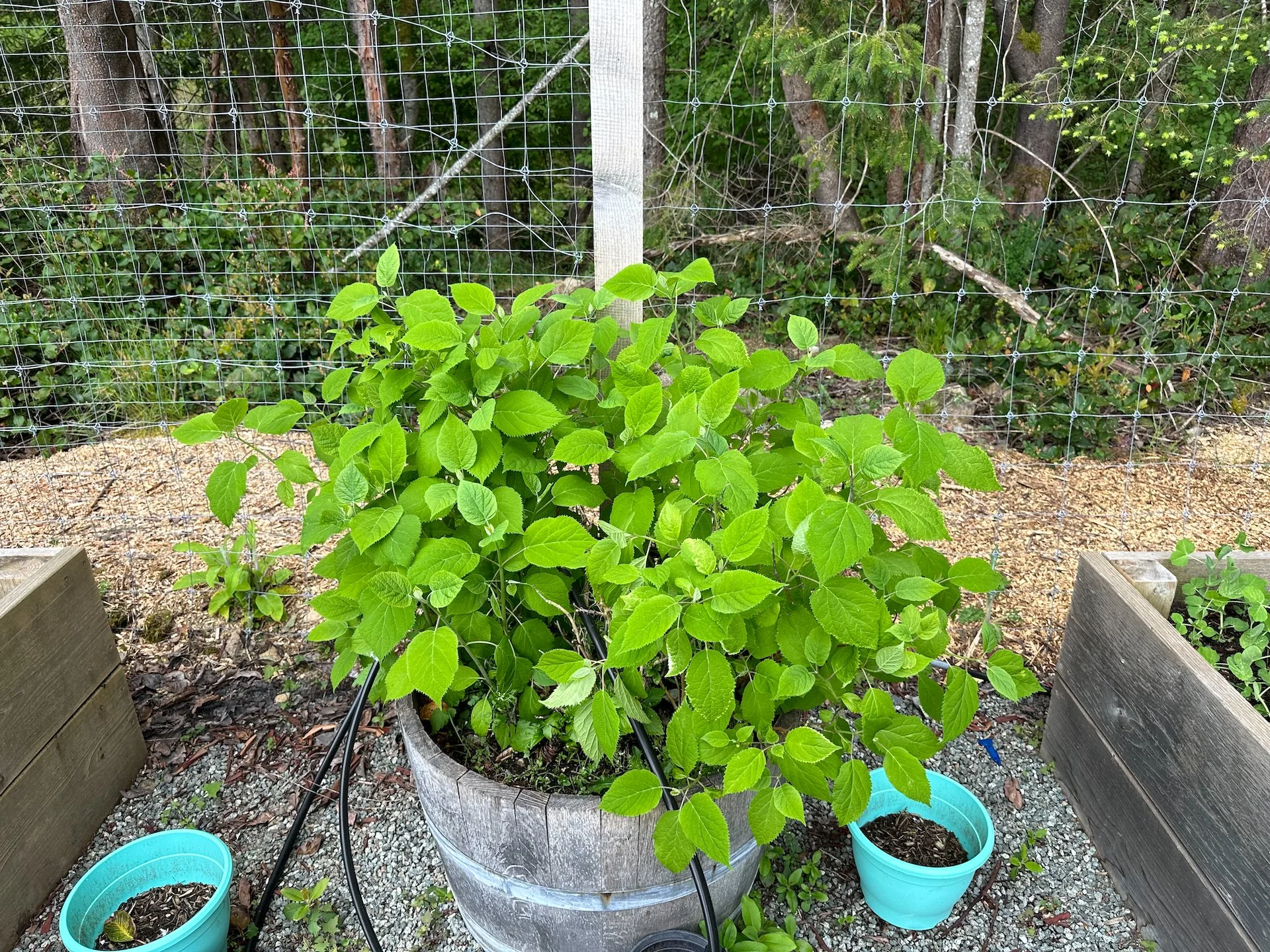  The hydrangeas are also coming in nicely.  