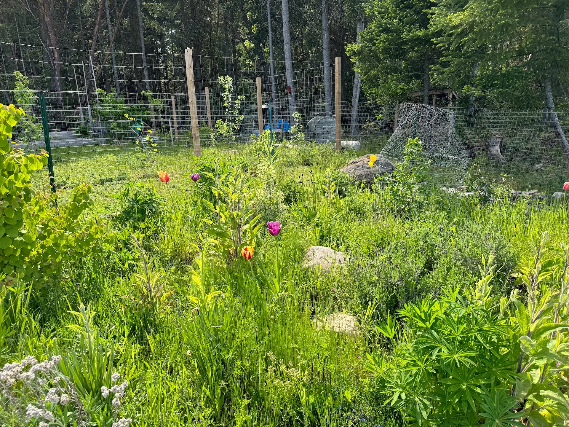  Justine's"der garden" - it needs some serious weeding.  