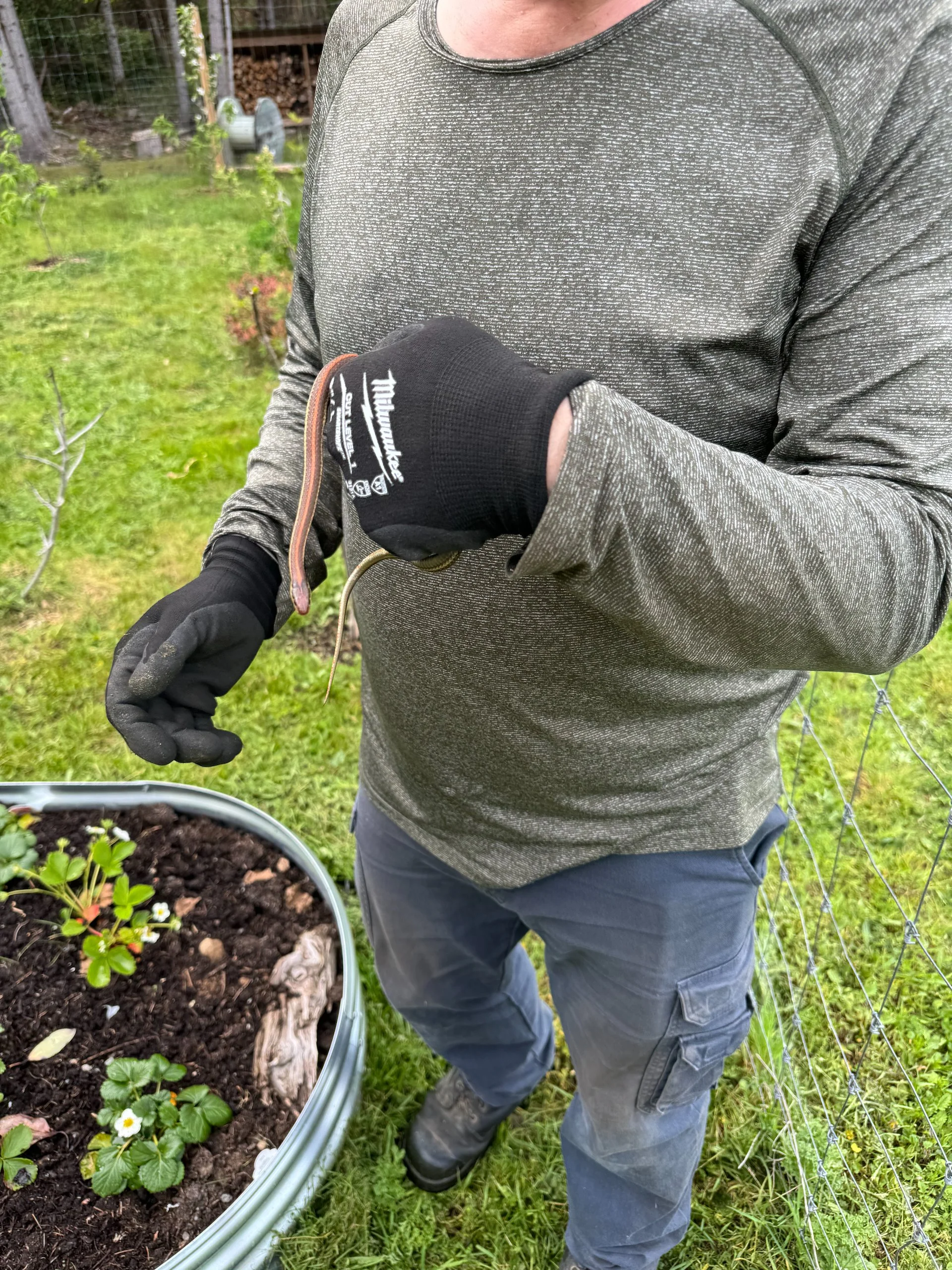 I found this little guy as I was cutting the grass and needed to move him out of harm's way.  