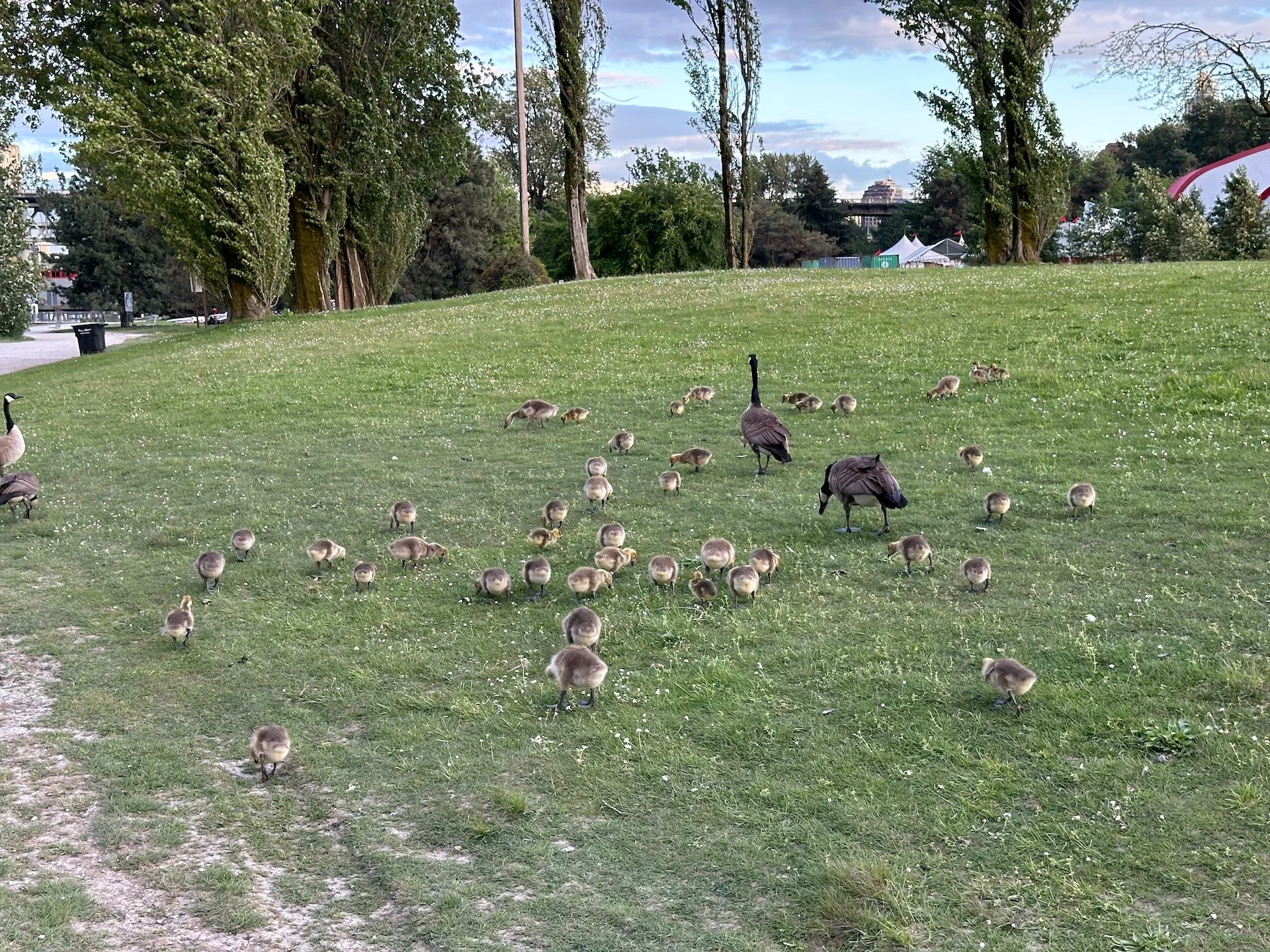  Walking through Vanier Park we came across a huge flock of geese, with lots of babies! 