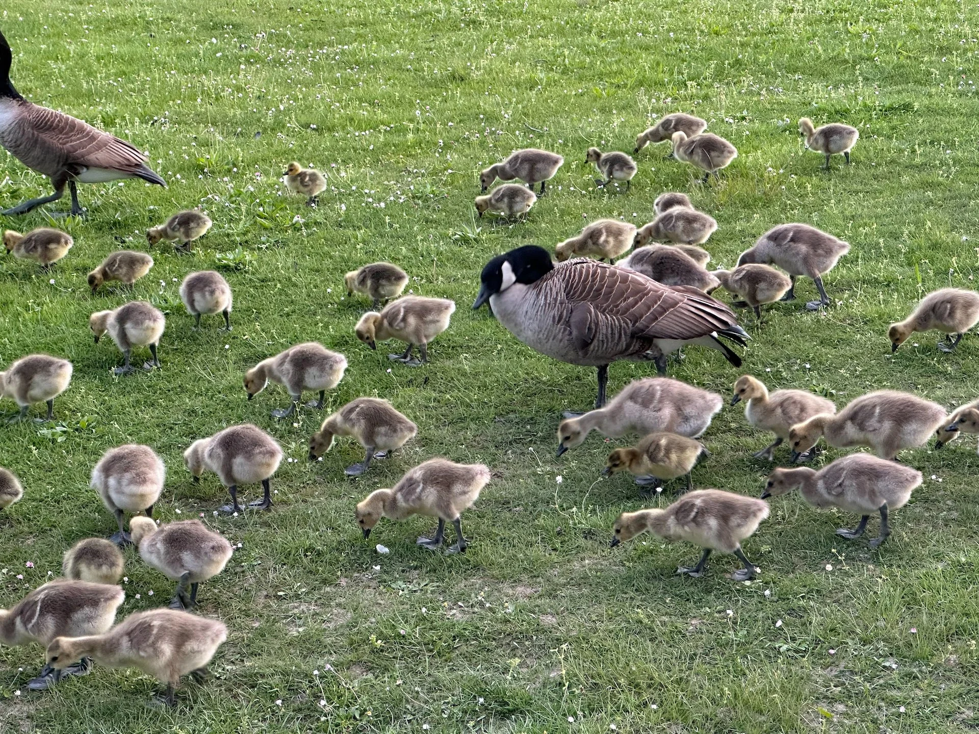  It was a bit hard to believe how many there were.  
