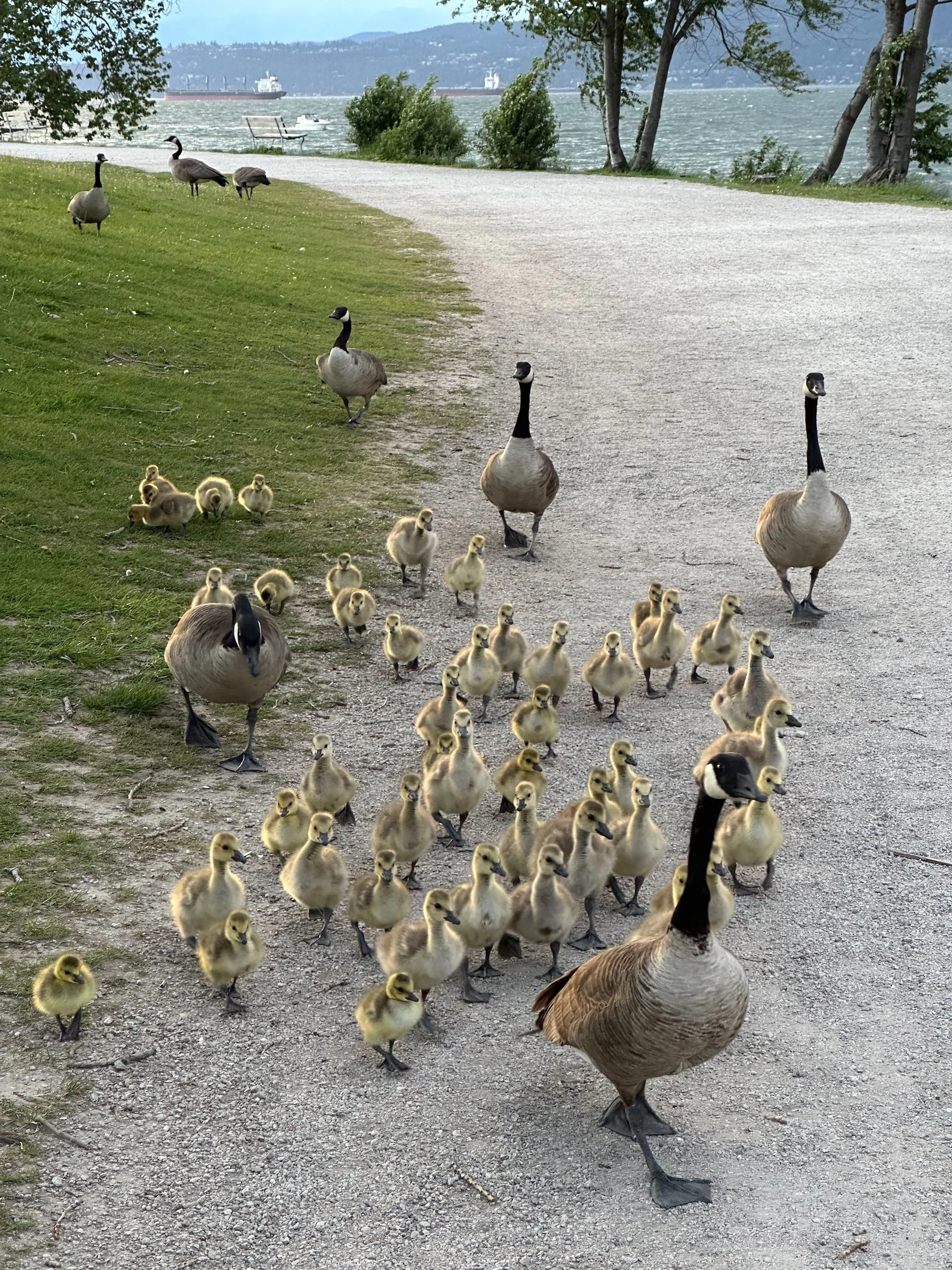  A few of the adults were marshalling the little ones across the path. It was quite the ordeal.  