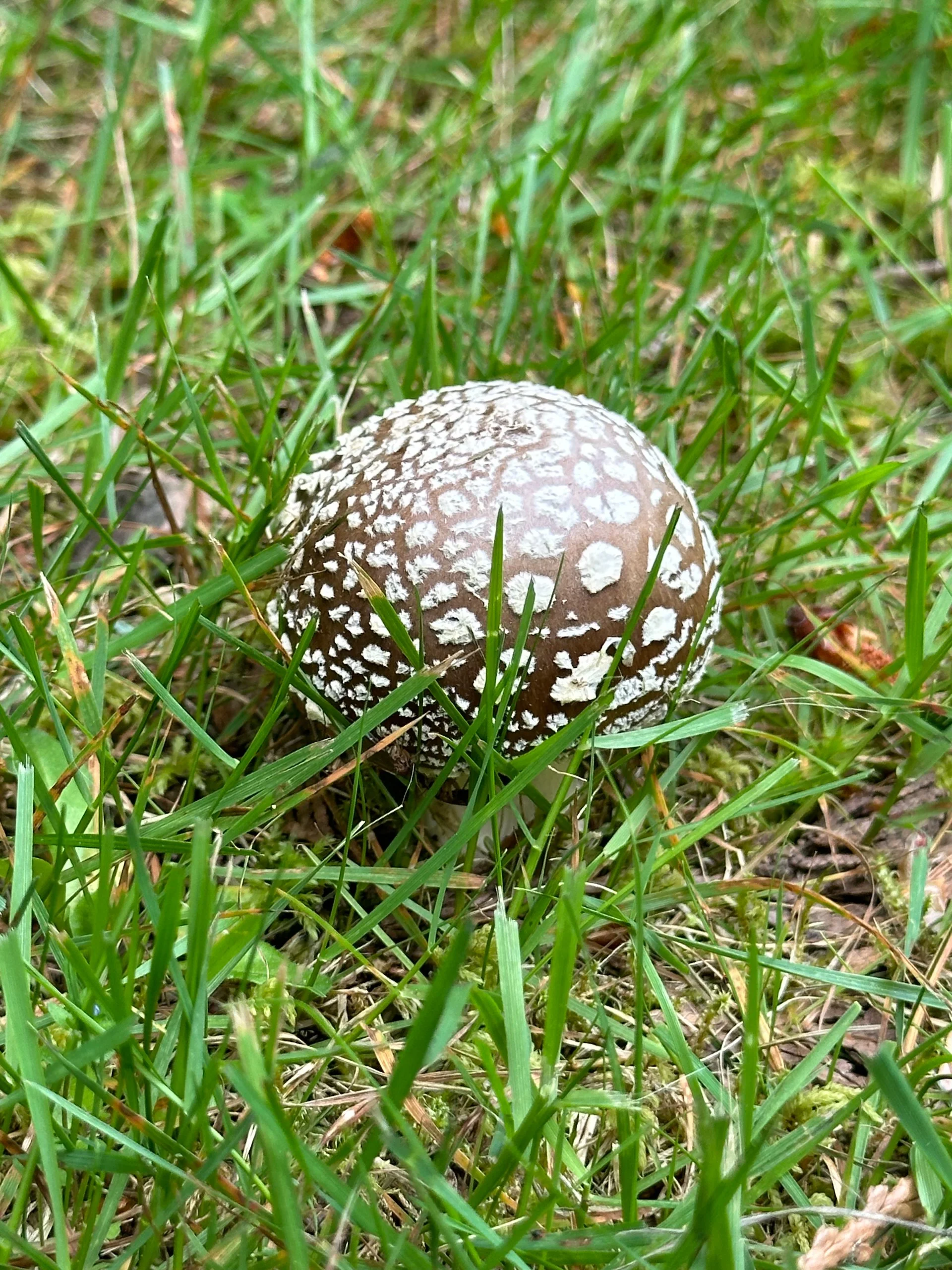  An interesting mushroom on the golf course.  