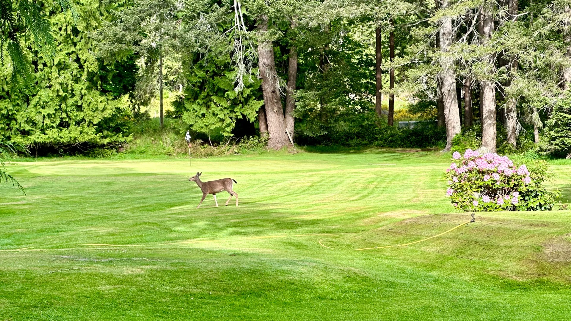  The deer are starting to come back out of hiding. 
