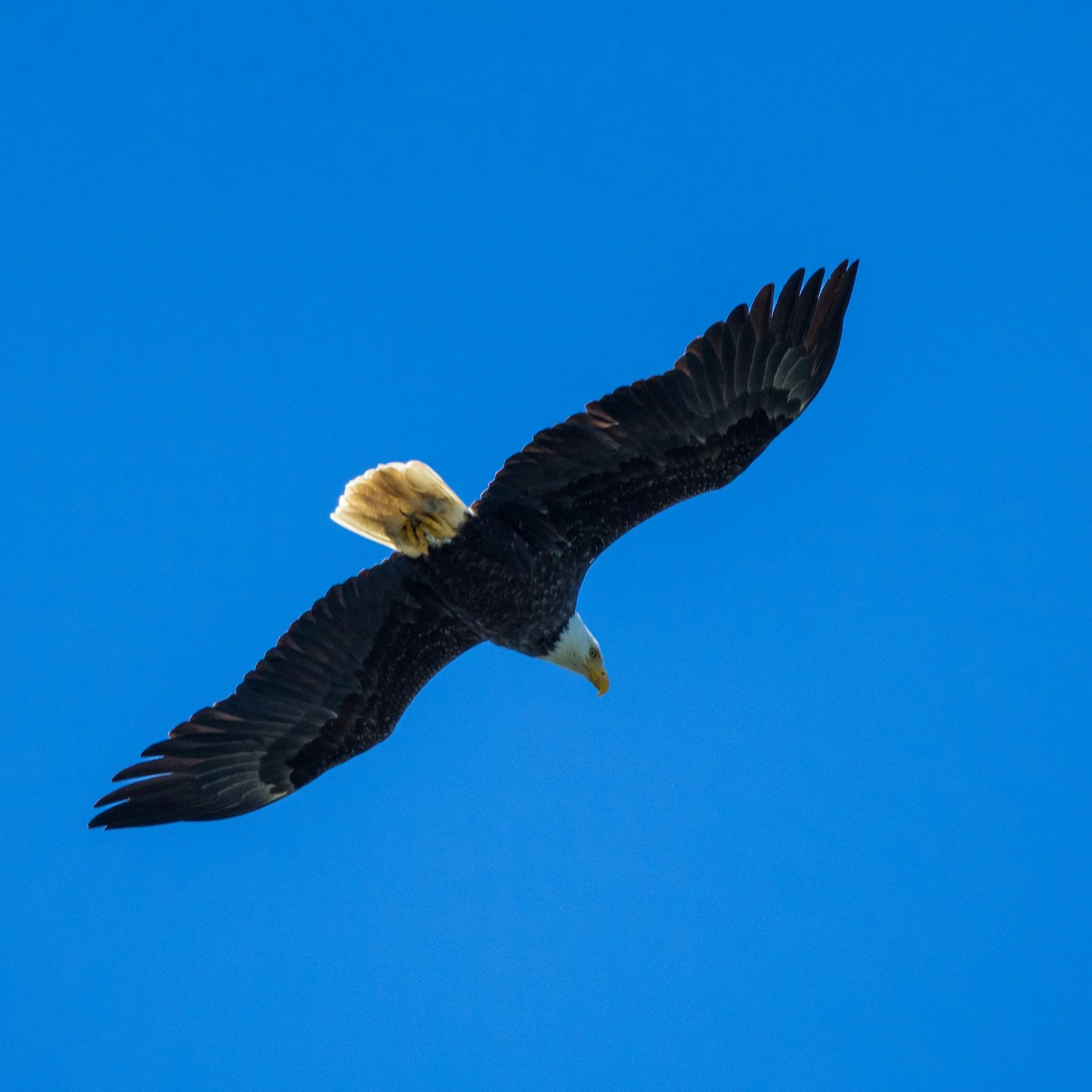  But we did have a bald eagle fly in perch in a nearby tree for a short while.  