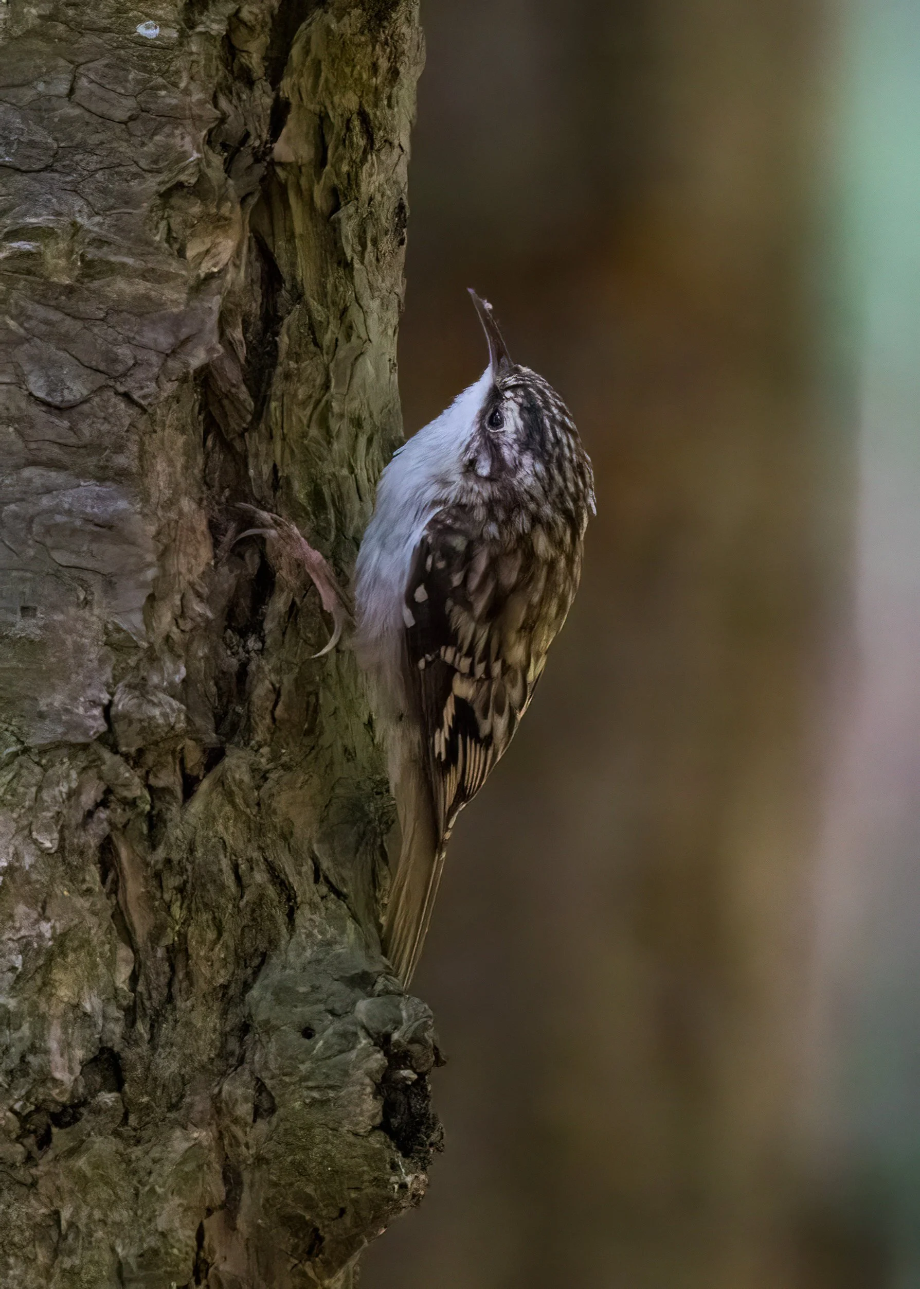  Brown Creeper 