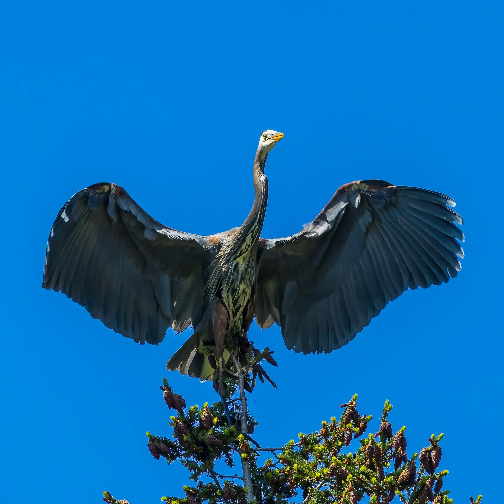  This was cool - blue heron landed in the top of the nearby tree.  