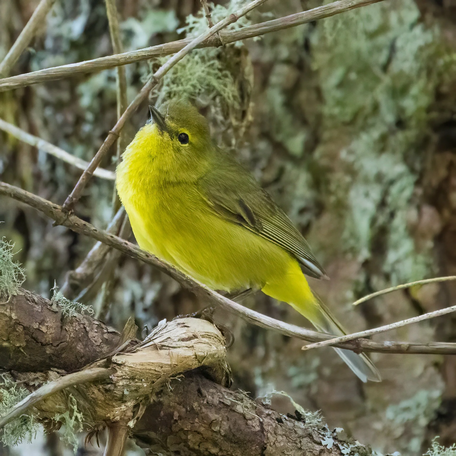  Orange-crowned warbler.  