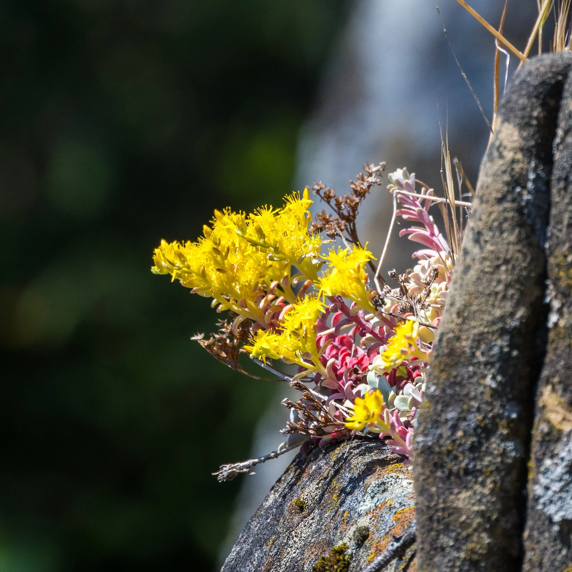  Succulents are all in bloom. 
