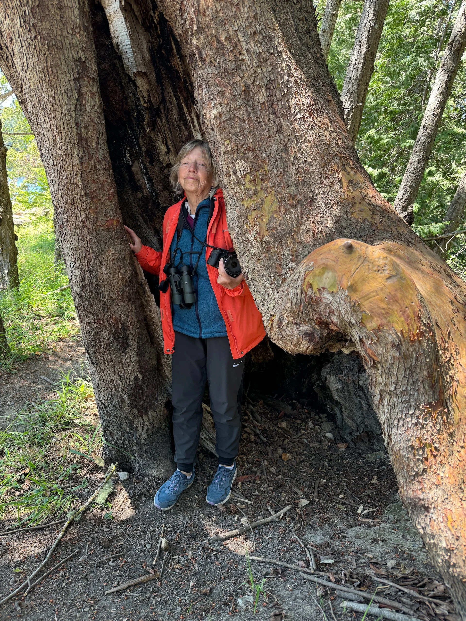  Montague has an amazing collection of huge, old arbutus trees. Some you can hide in! 