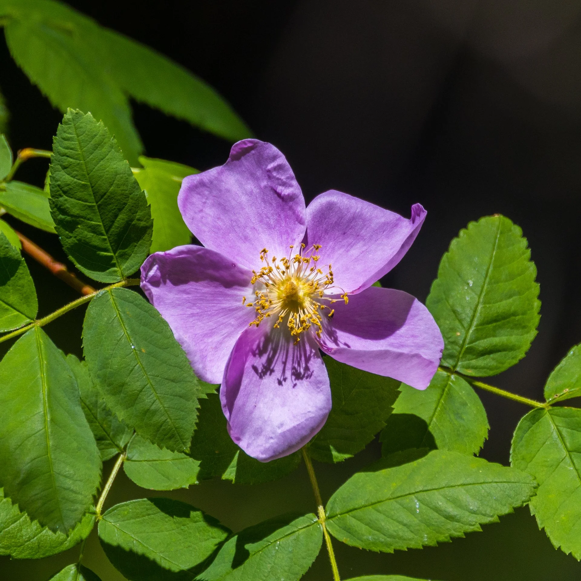  Wild rose 