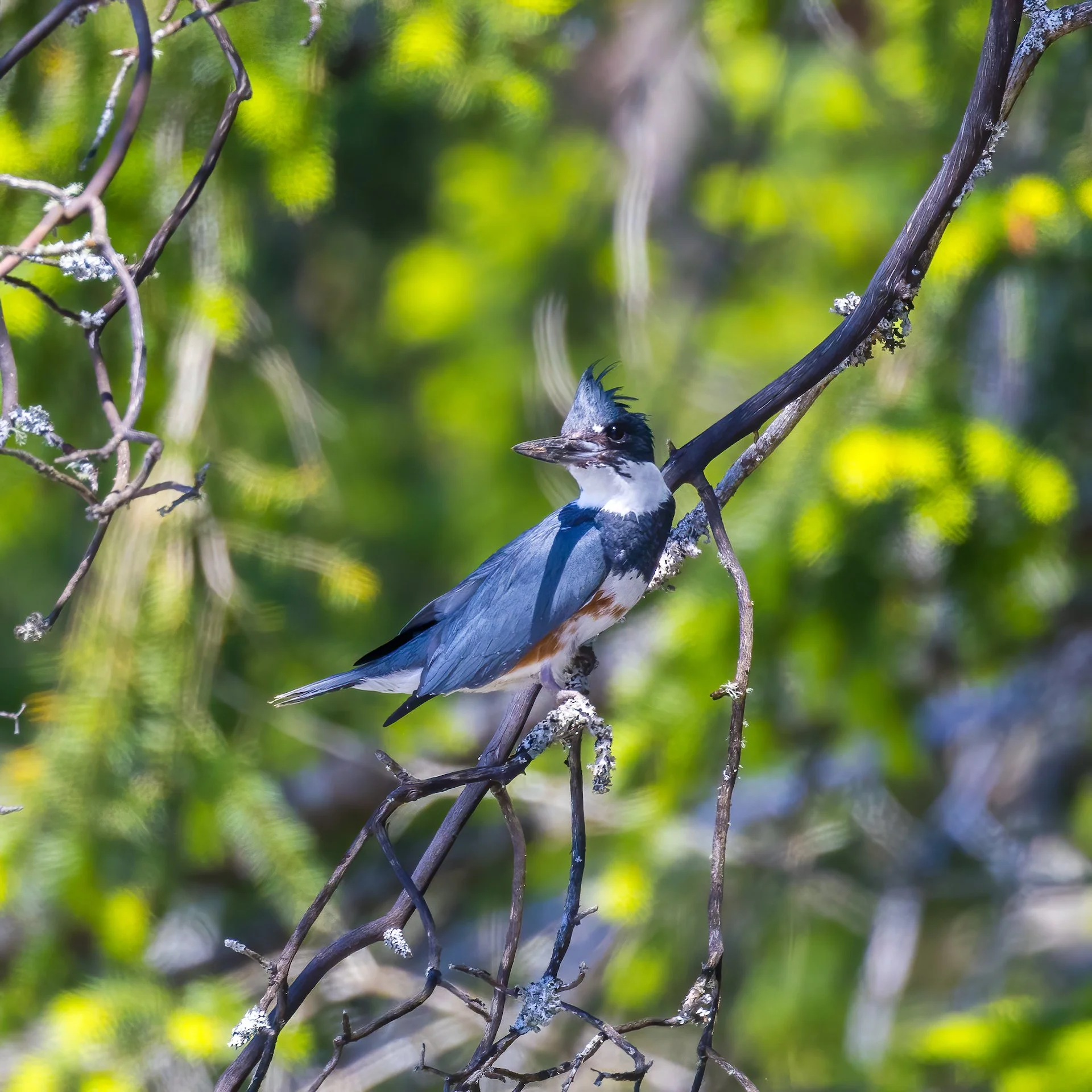  We had a couple of kingfishers flying about. This one decided to stop fairly close by. 
