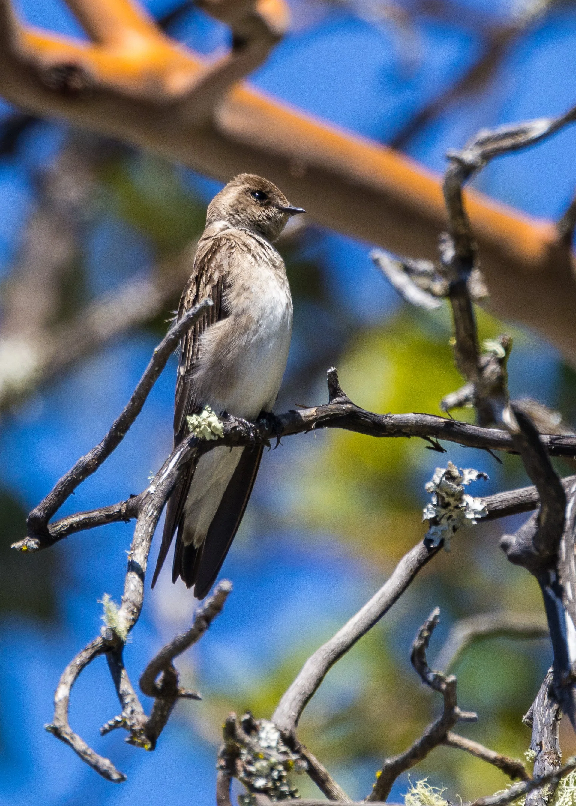  This was a new life list addition - the Northern Rough-winged Swallow! 